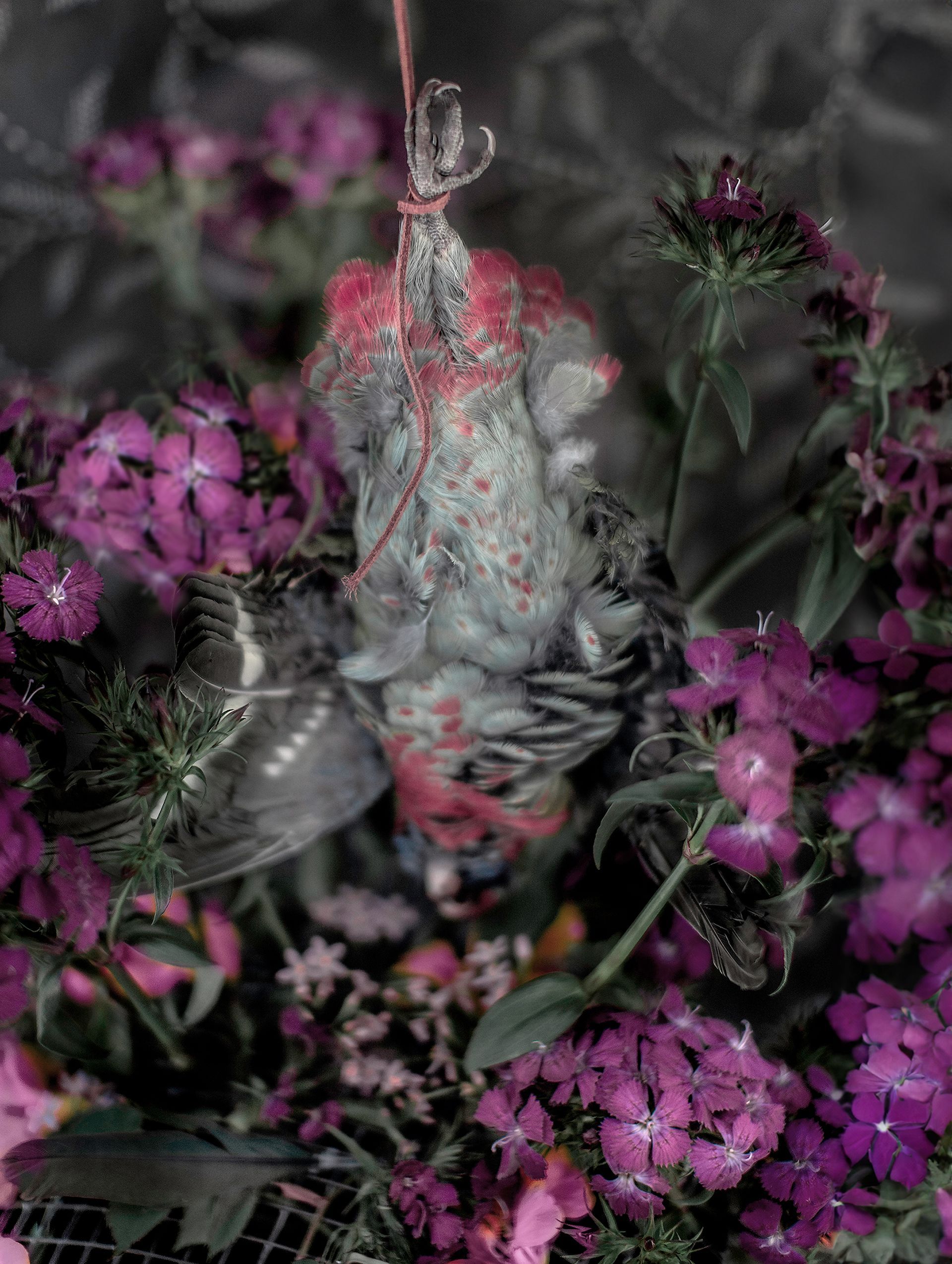 flowers+animals+death+memory+memorial+gravity+photography+memory+songs+metaphor+parade+bouquet