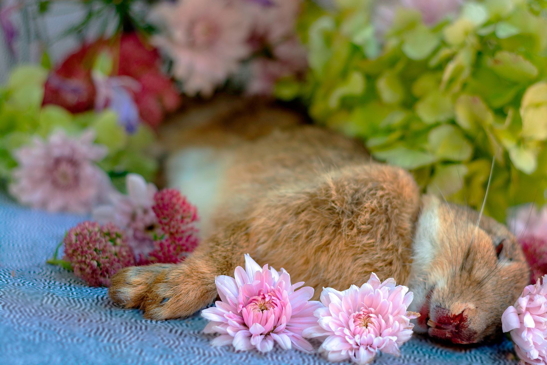 flowers+animals+death+memory+memorial+gravity+photography+memory+songs+metaphor+parade+bouquet