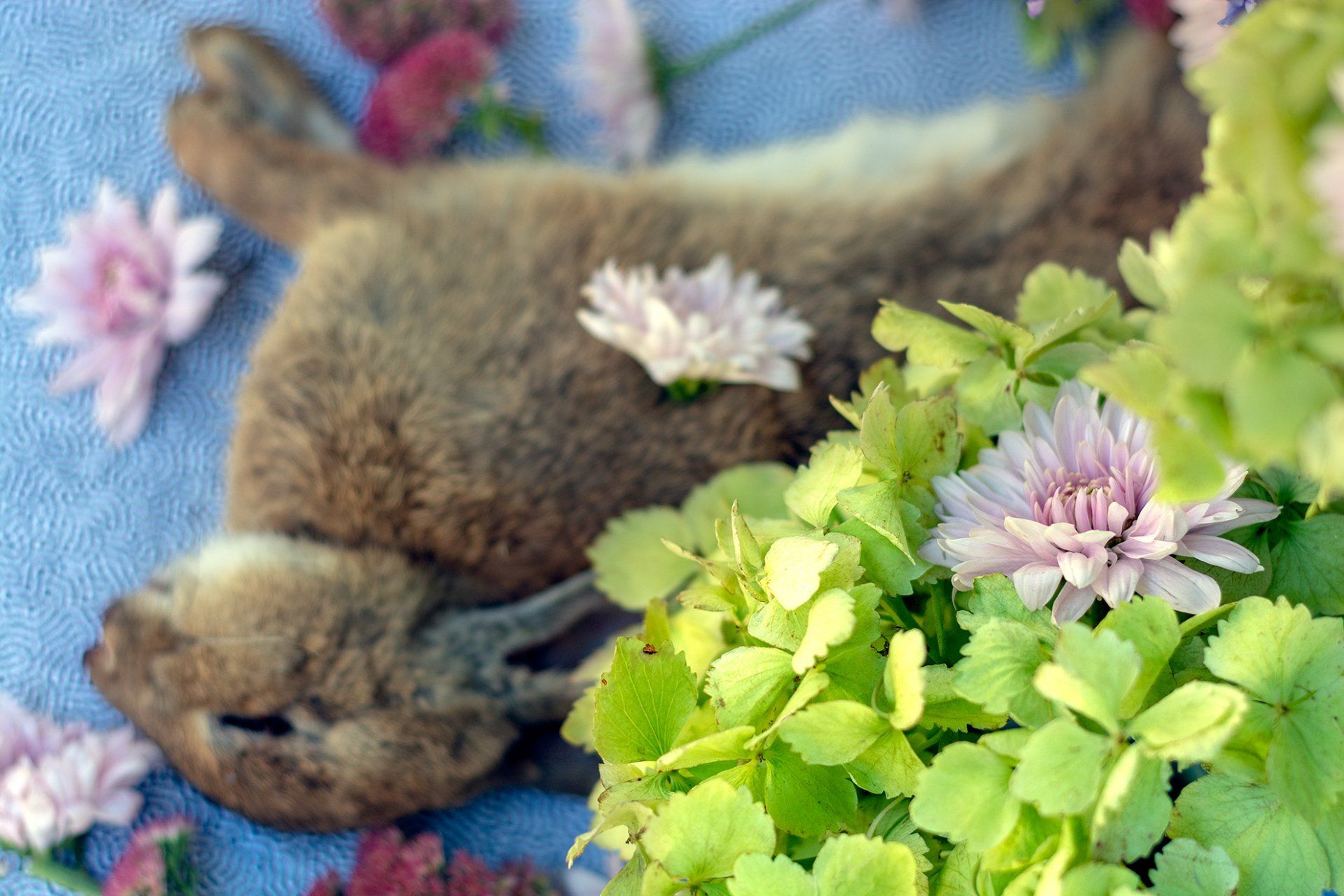 flowers+animals+death+memory+memorial+gravity+photography+memory+songs+metaphor+parade+bouquet