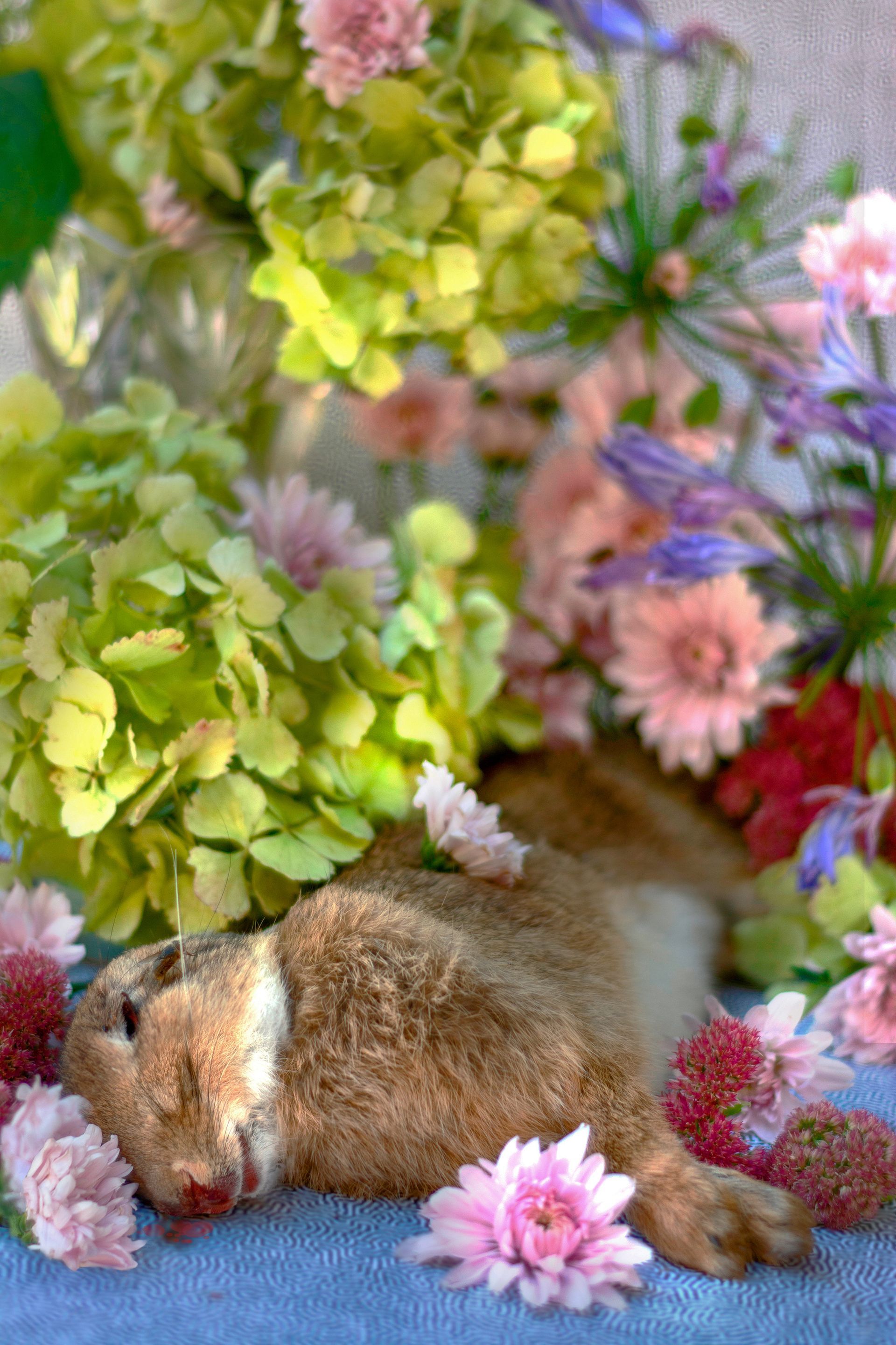 flowers+animals+death+memory+memorial+gravity+photography+memory+songs+metaphor+parade+bouquet