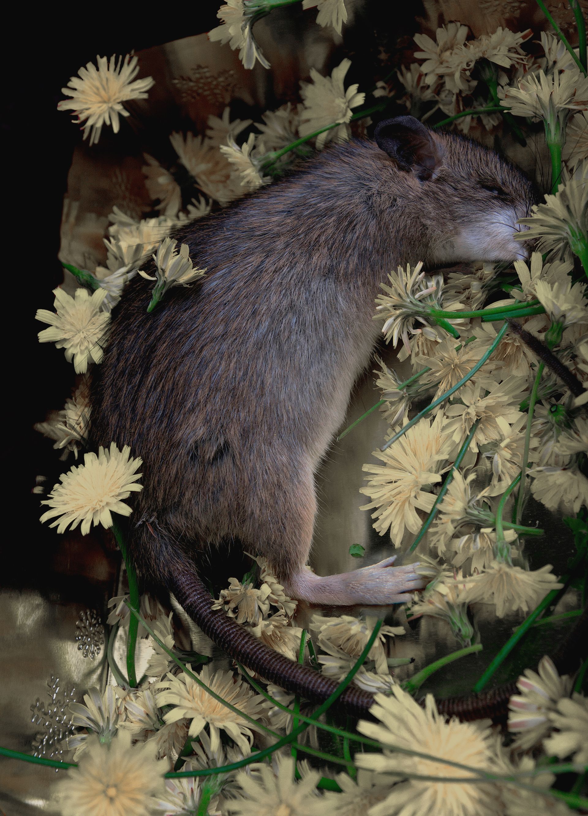 flowers+animals+death+memory+memorial+gravity+photography+memory+songs+metaphor+parade+bouquet