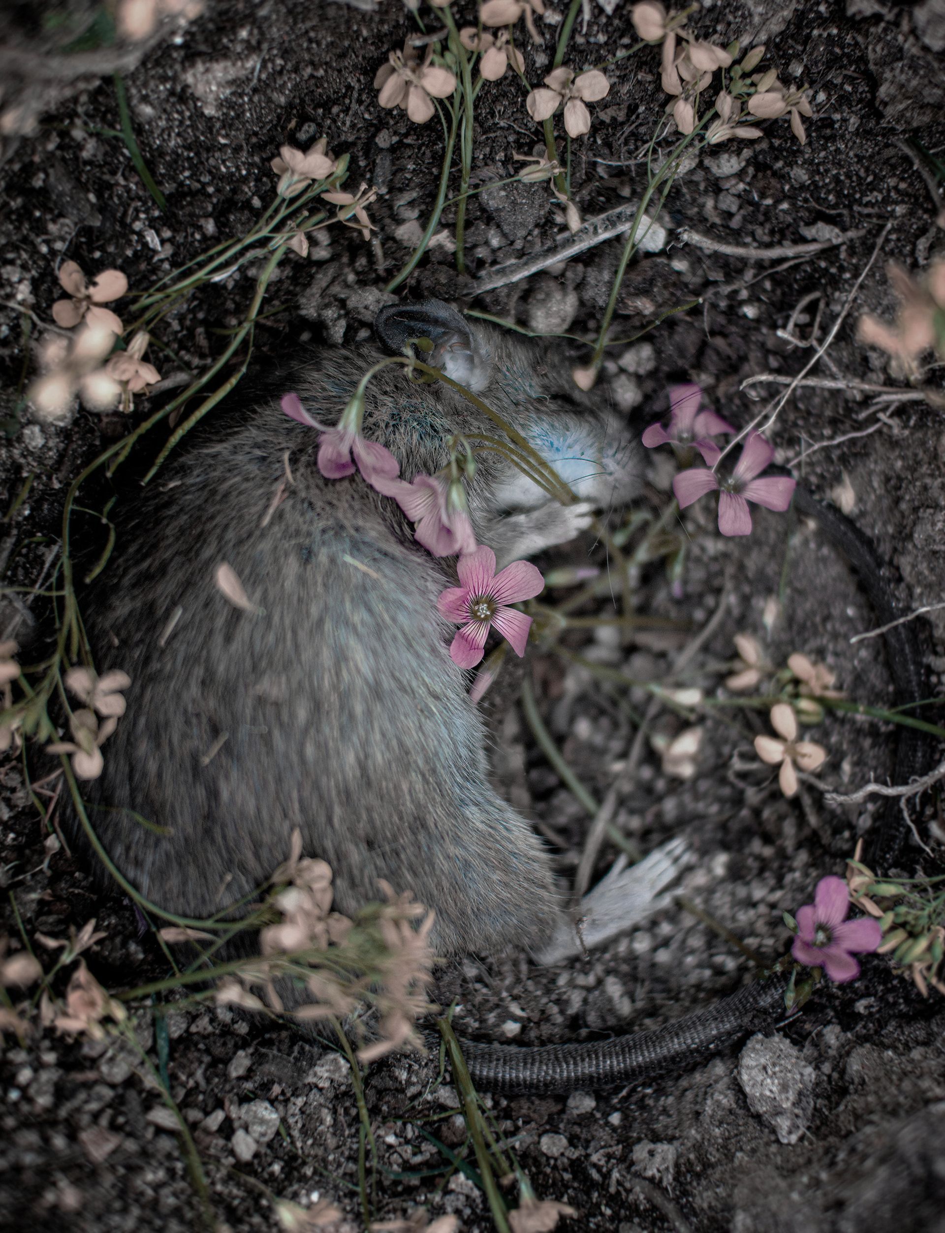 flowers+animals+death+memory+memorial+gravity+photography+memory+songs+metaphor+parade+bouquet