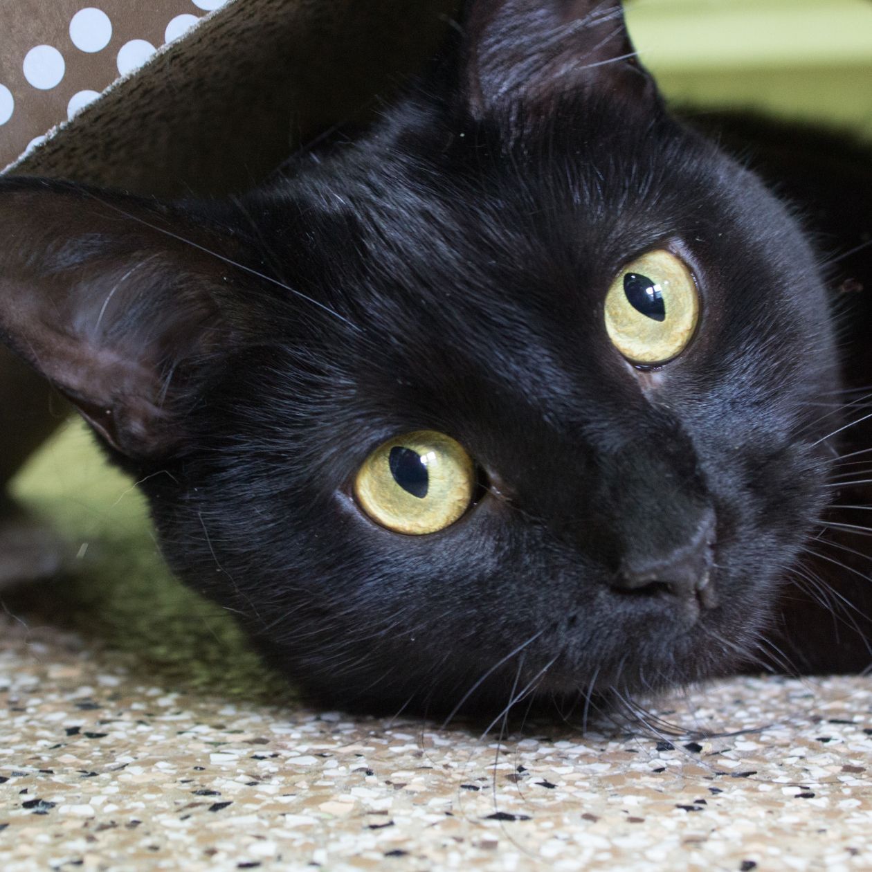 no-kill cat rescue neenah wi