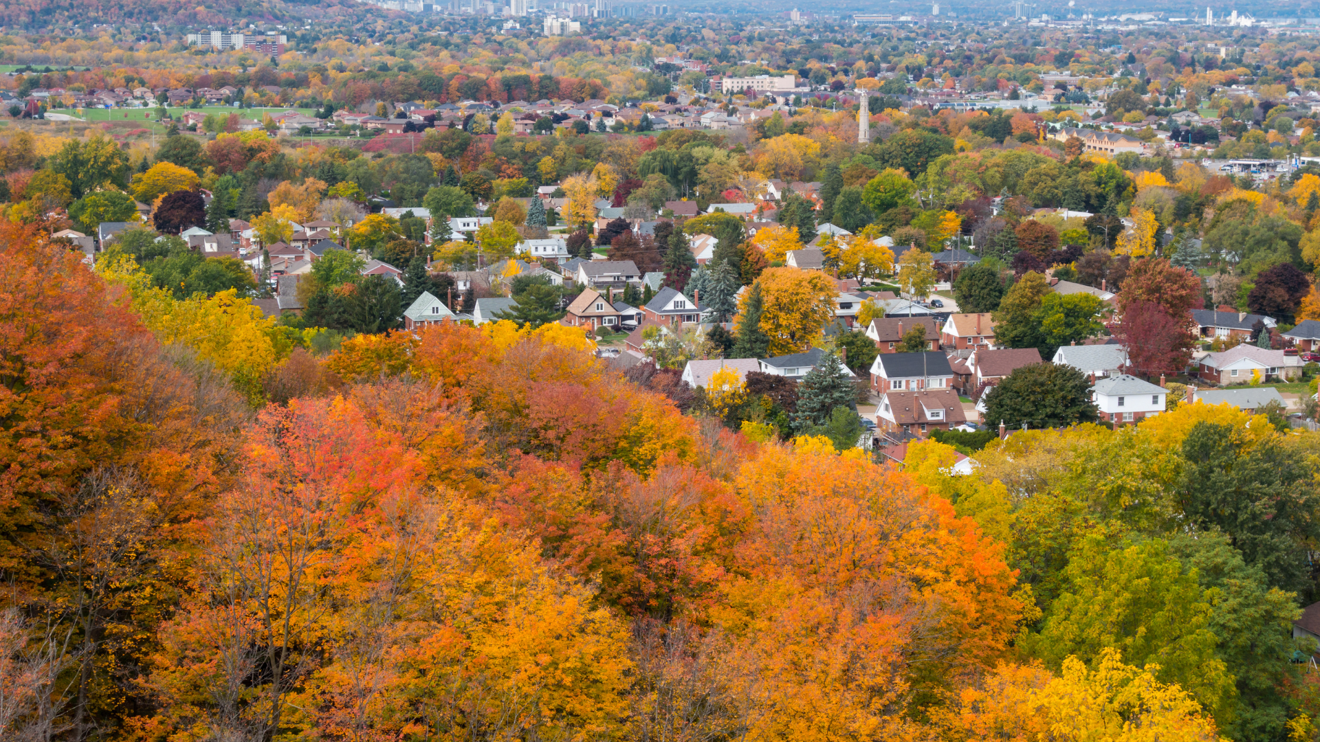 View of colorful autumn trees and houses in a residential neighborhood.
