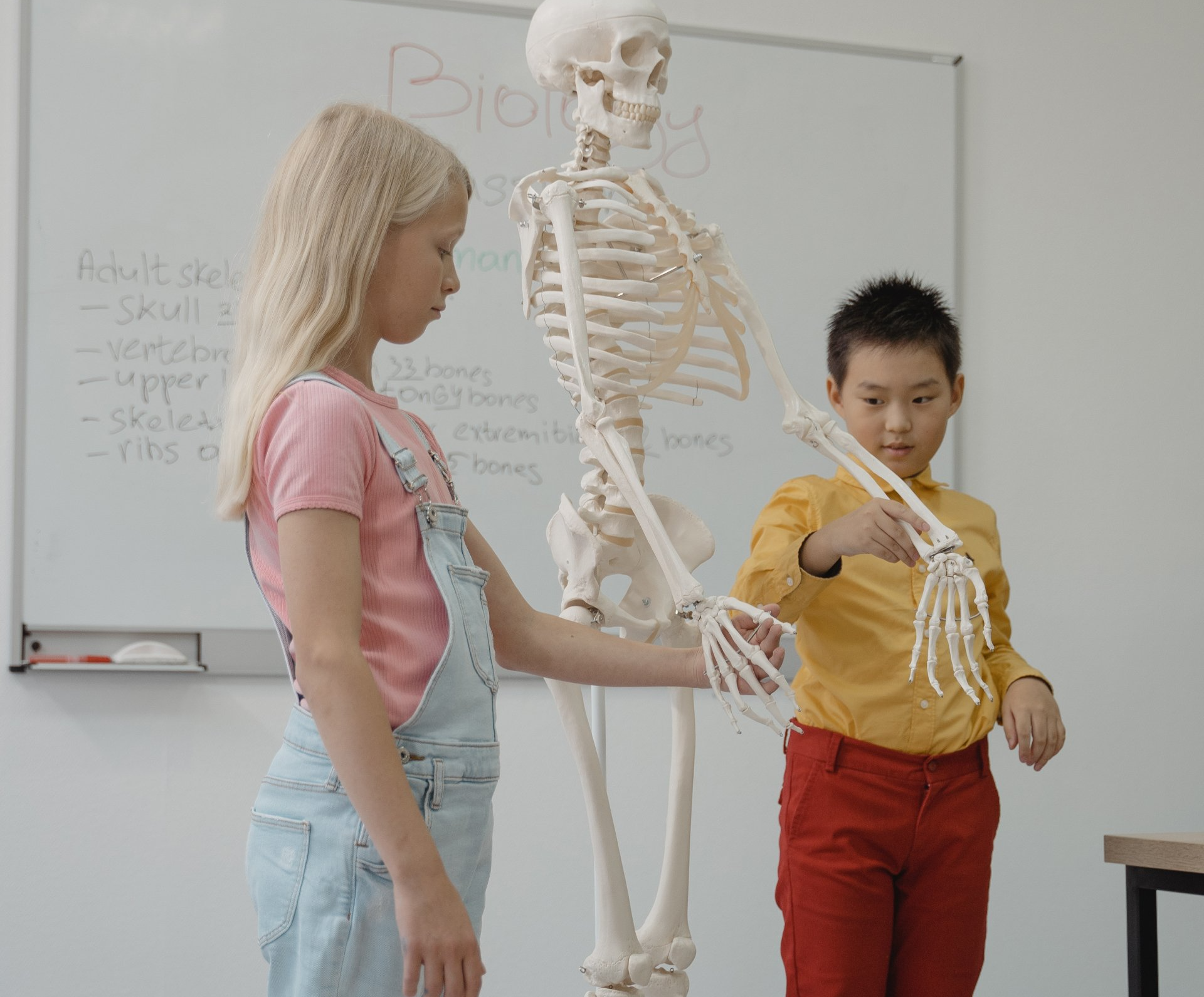 A boy and a girl in elementary montessori school are looking at a skeleton in a classroom.