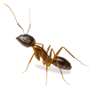 Pests — Ant in Grapevine, TX