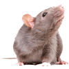Rodents — Rat in Grapevine, TX