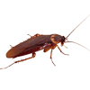Pest Control — Cockroach in Grapevine, TX