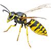 Bug Control — Wasps in Grapevine, TX