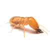 House Pests — Termites in Grapevine, TX