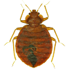 Residential Pests — Bed Bugs in Grapevine, TX