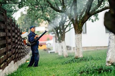 Mosquitoes — Fogging To Prevent The Dengue in Grapevine, TX