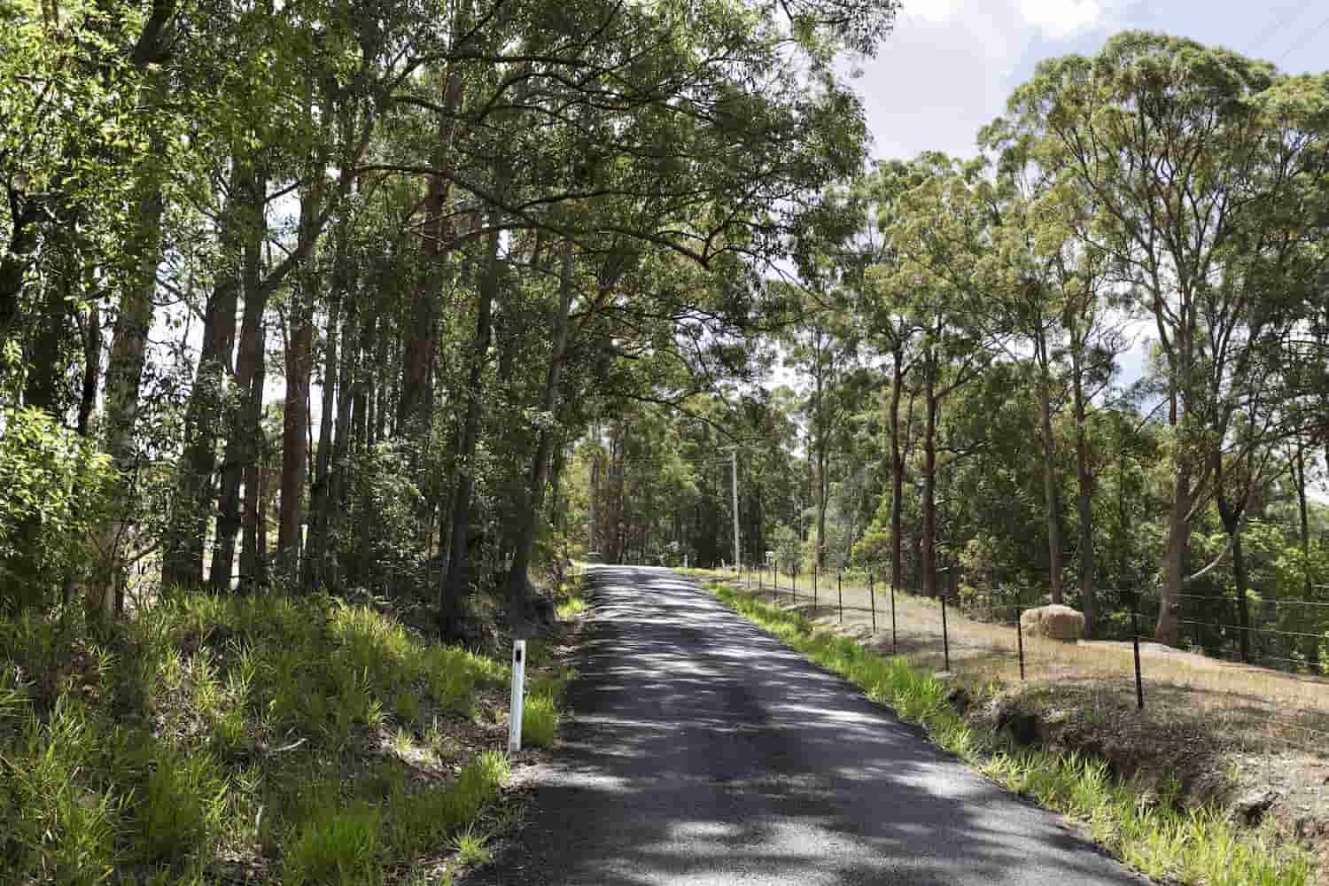 A Road Going Through a Forest With Trees on Both Sides — Alamo Powder Coaters in Moss Vale, NSW