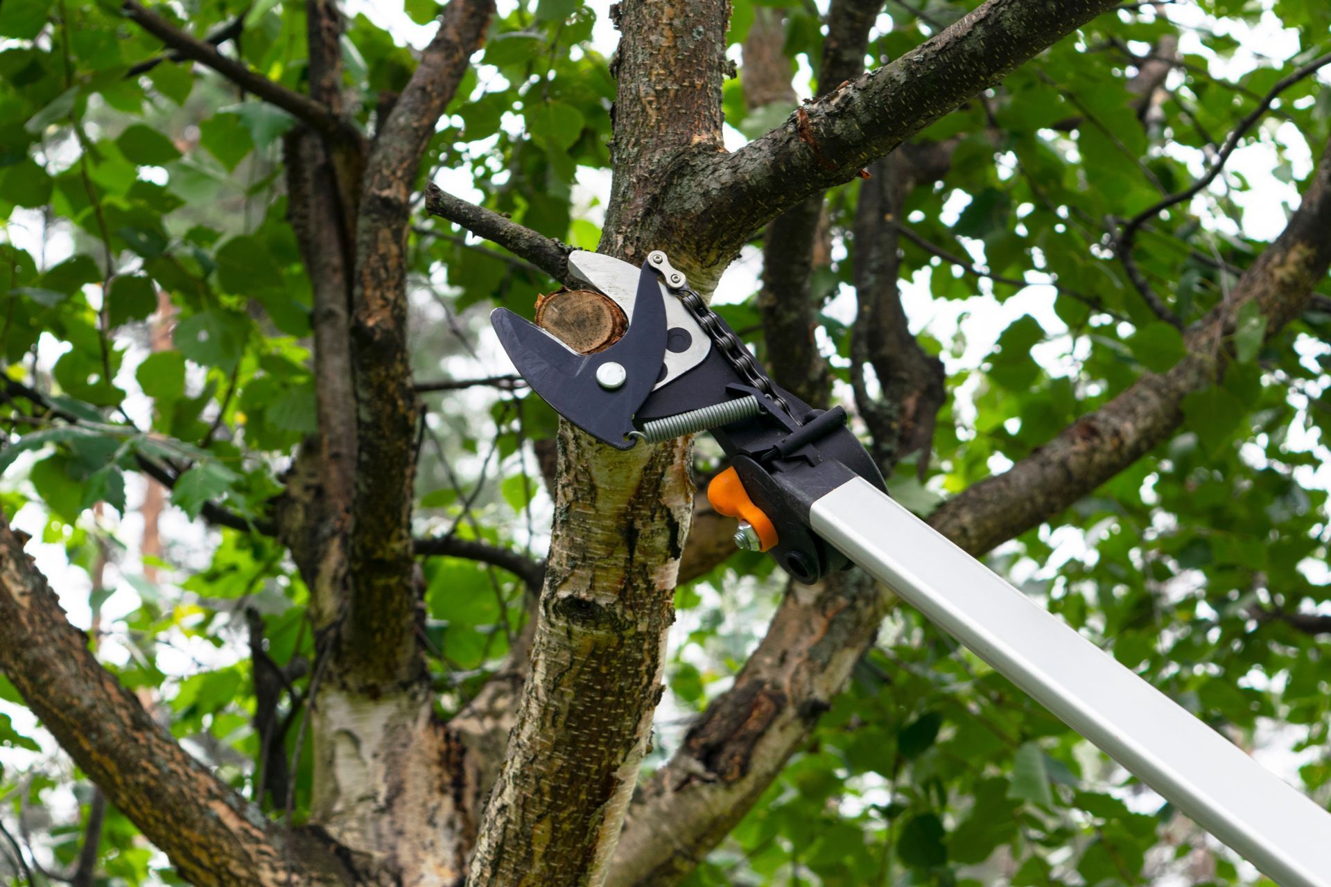 Pruning shears cutting a tree branch among green leaves