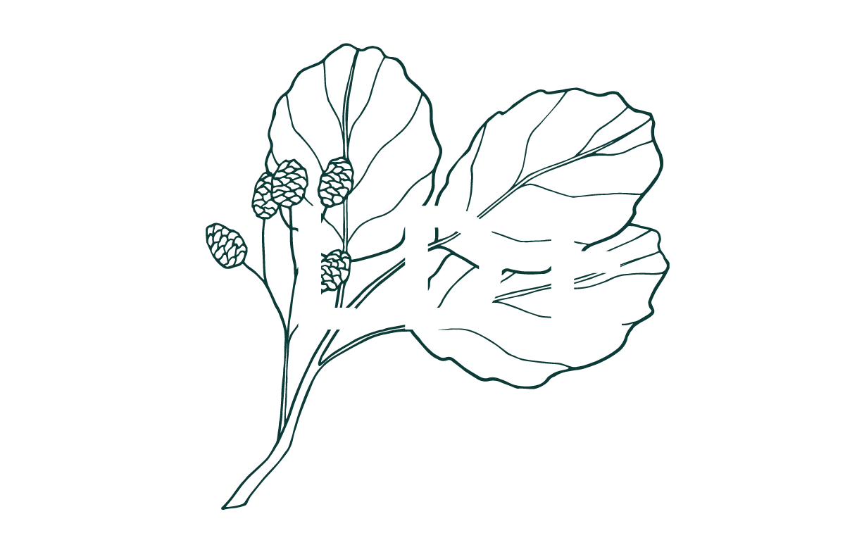 Alder Walk Logo - Footer, click to go home