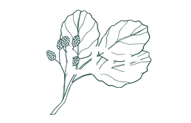 Alder Walk Logo - Footer, click to go home