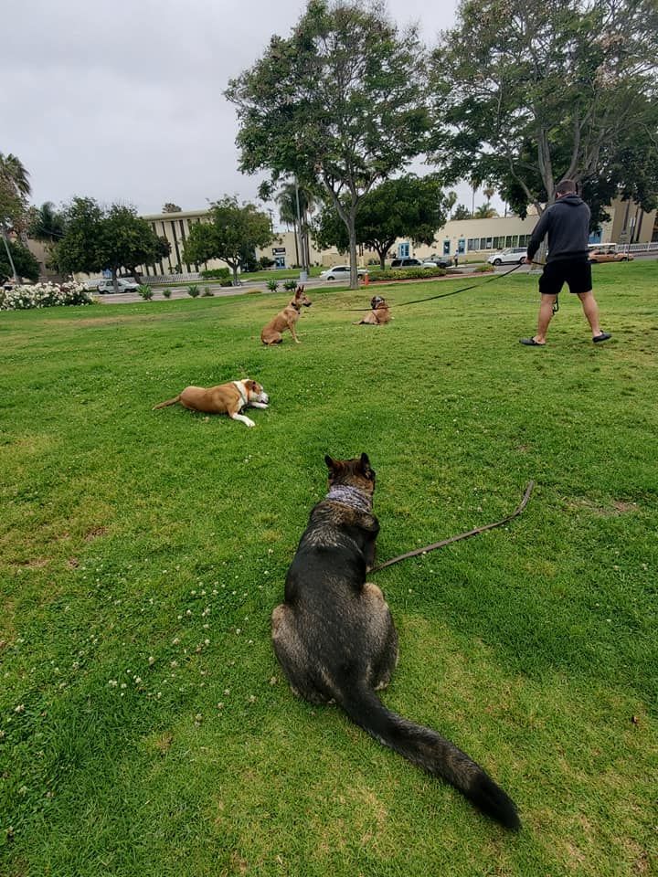 A man is walking three dogs in a park.