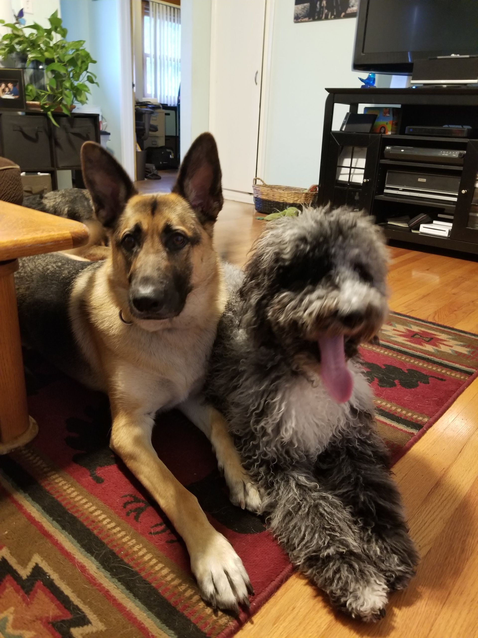 Two dogs are laying on a rug in a living room.