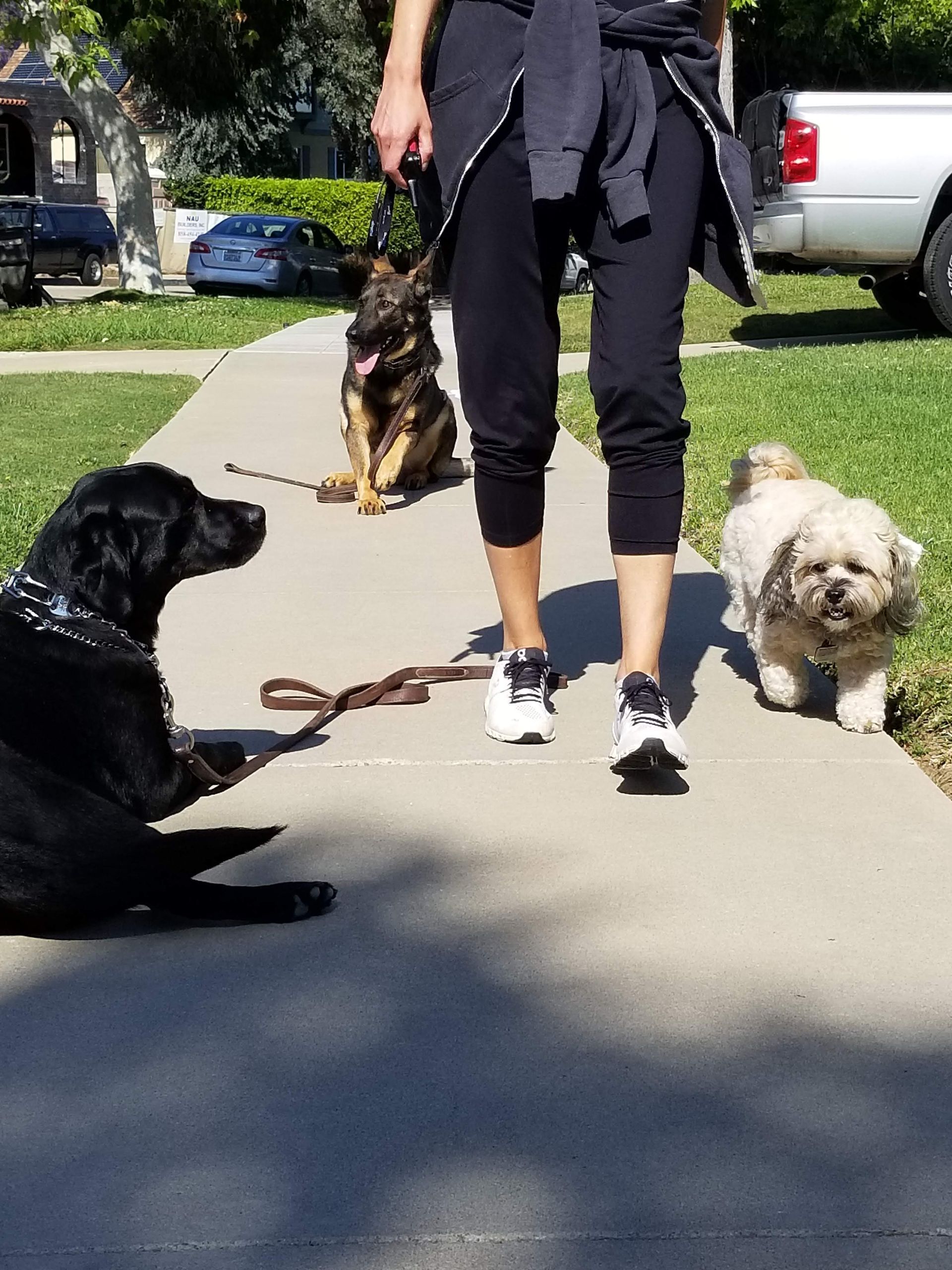 A woman is walking three dogs on a sidewalk