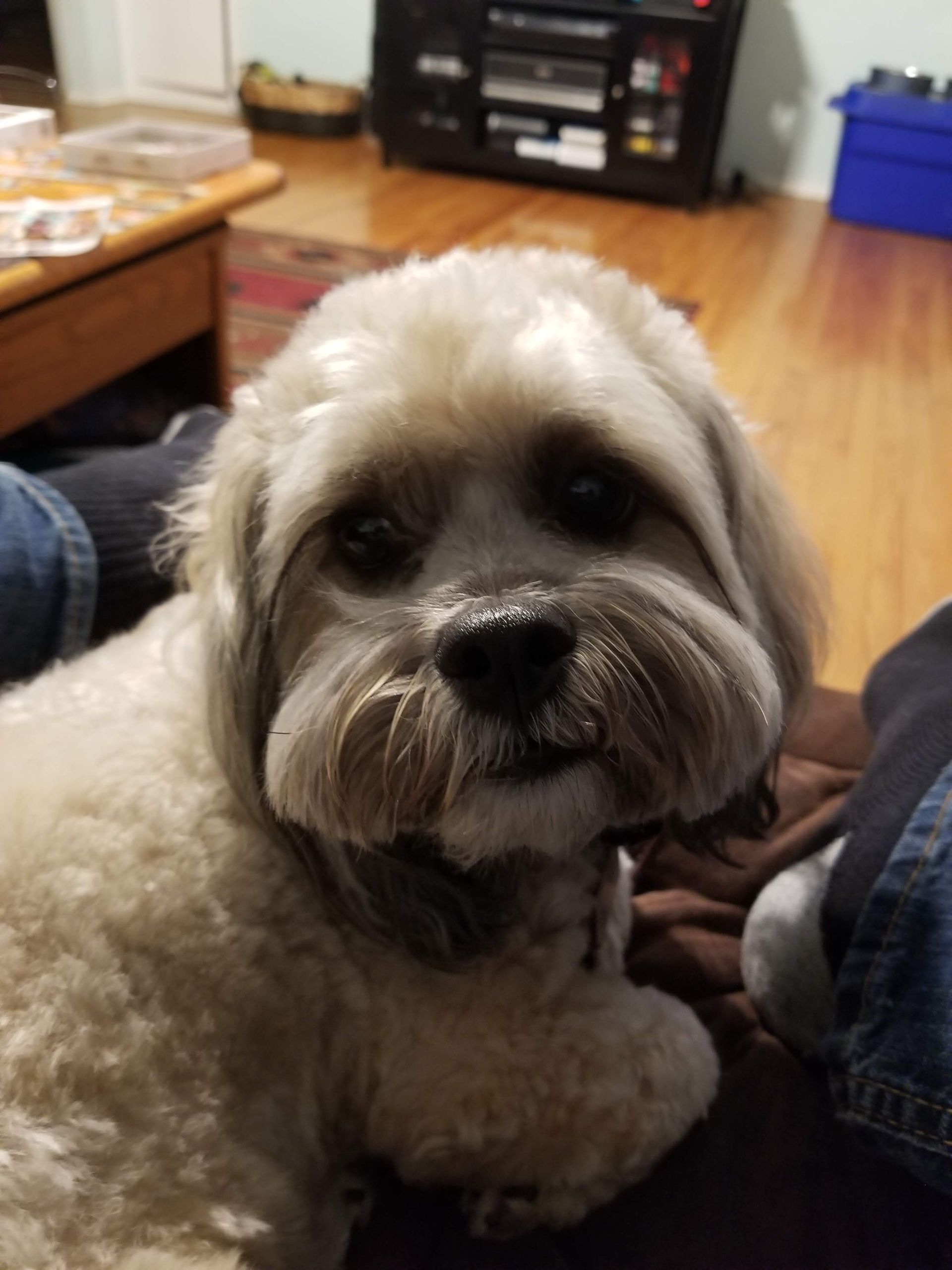 A small white dog is laying on a couch and looking at the camera.