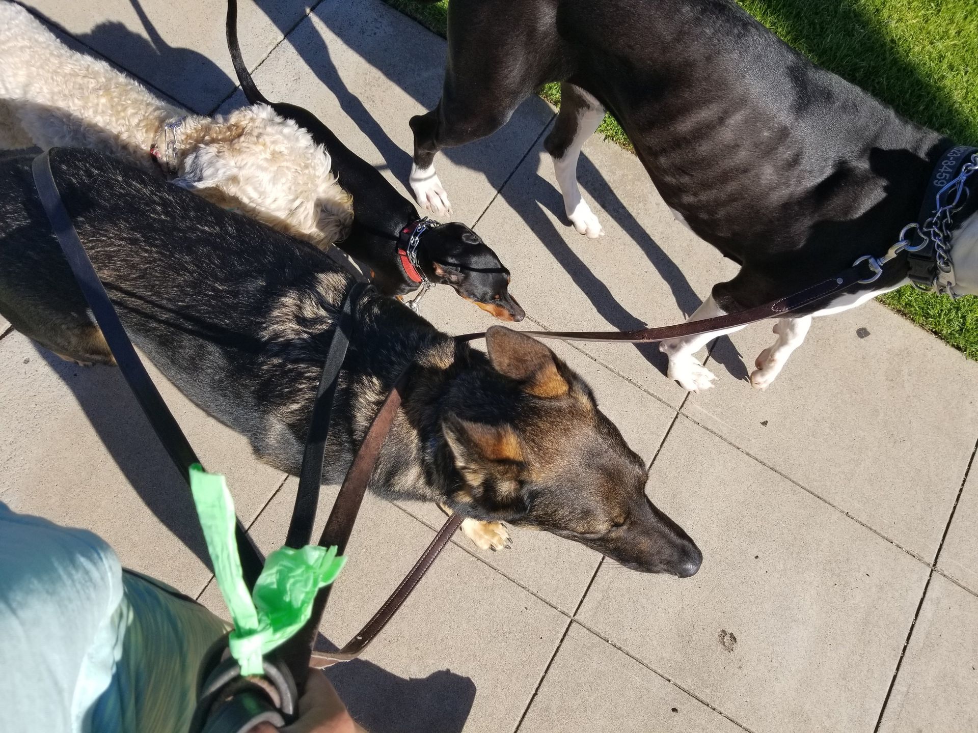 A group of dogs on leashes looking at each other