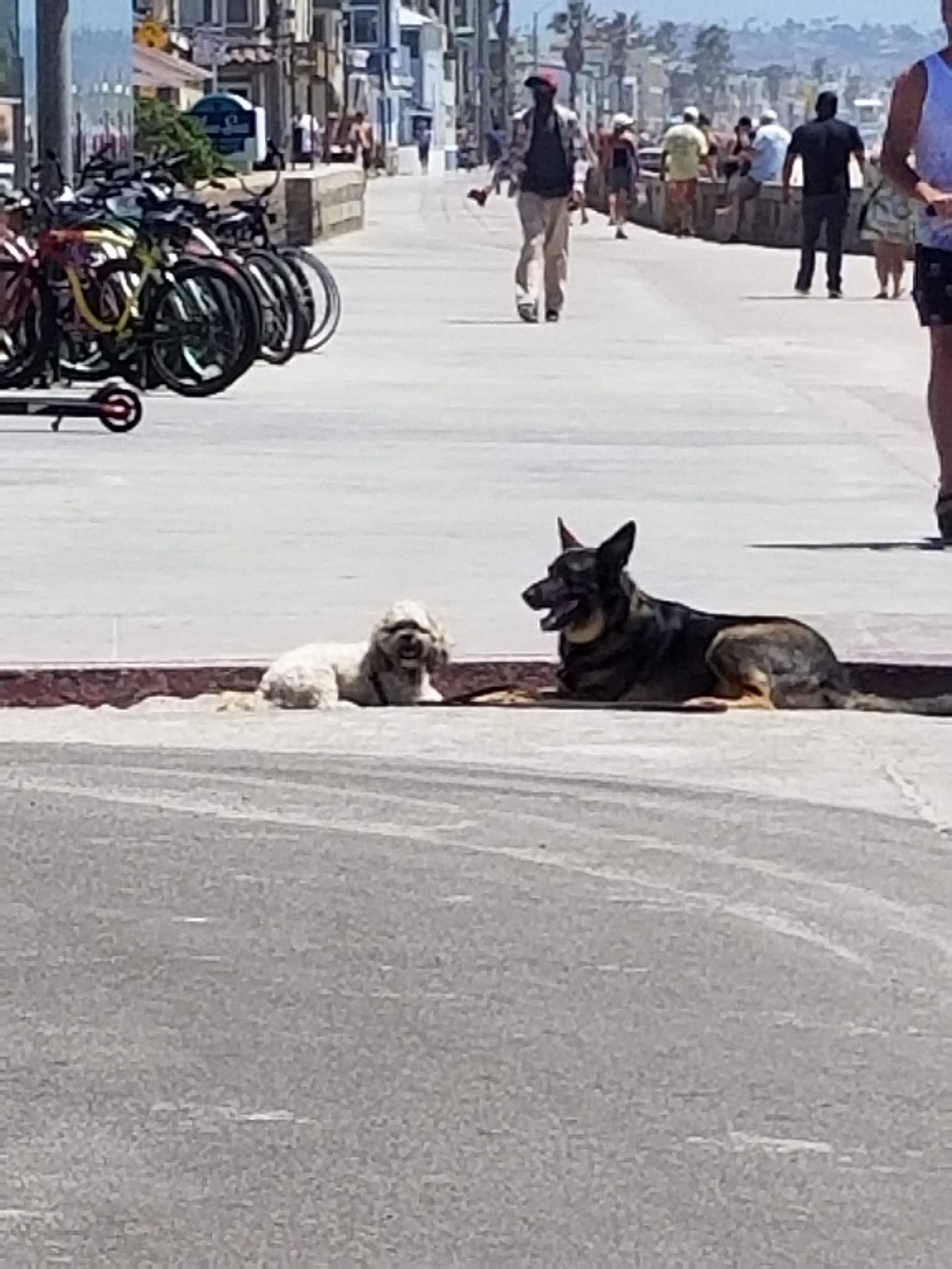 A dog is laying on the sidewalk next to another dog