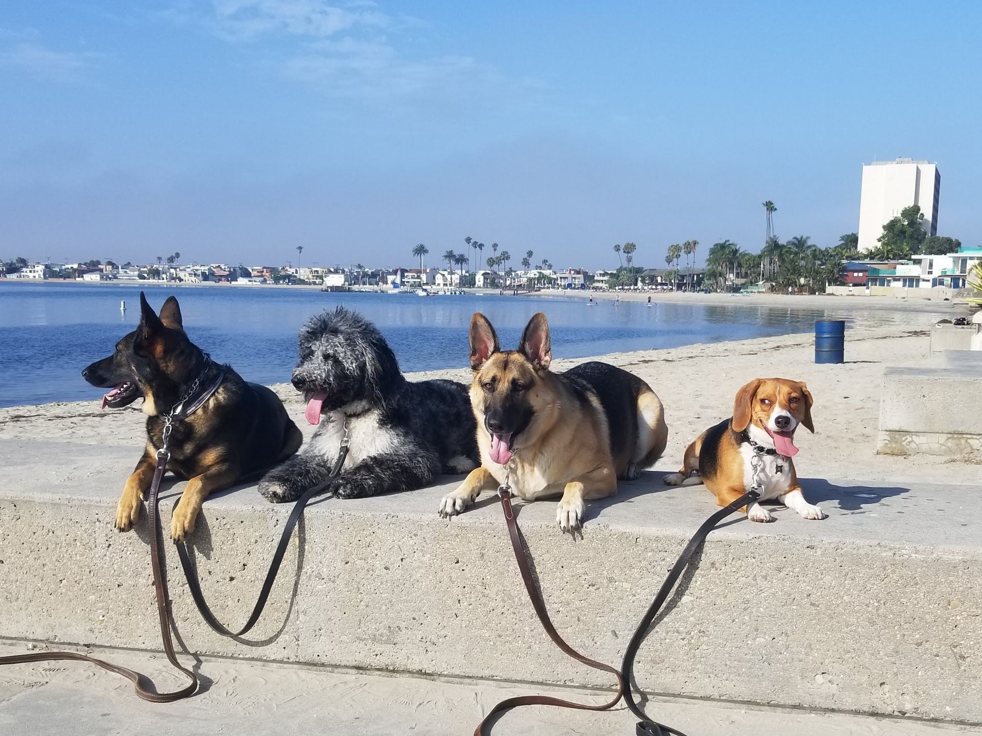 Four dogs on leashes are laying on a wall near the water