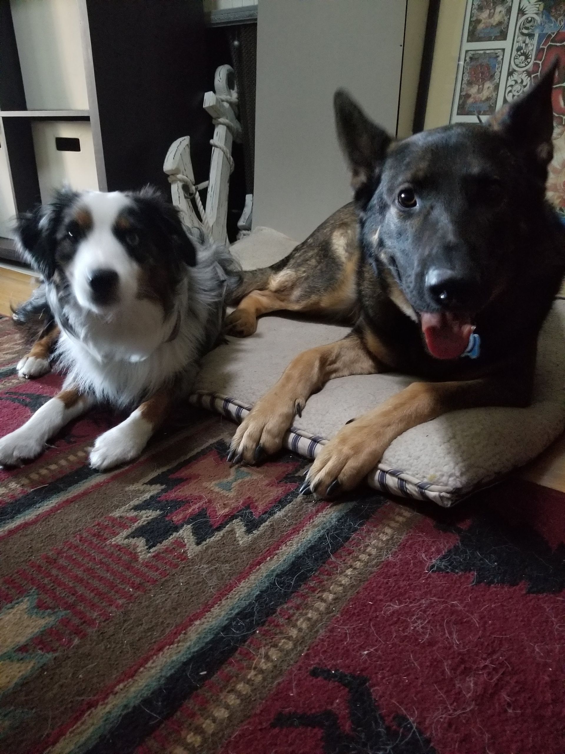 Two dogs are laying on a rug on the floor.