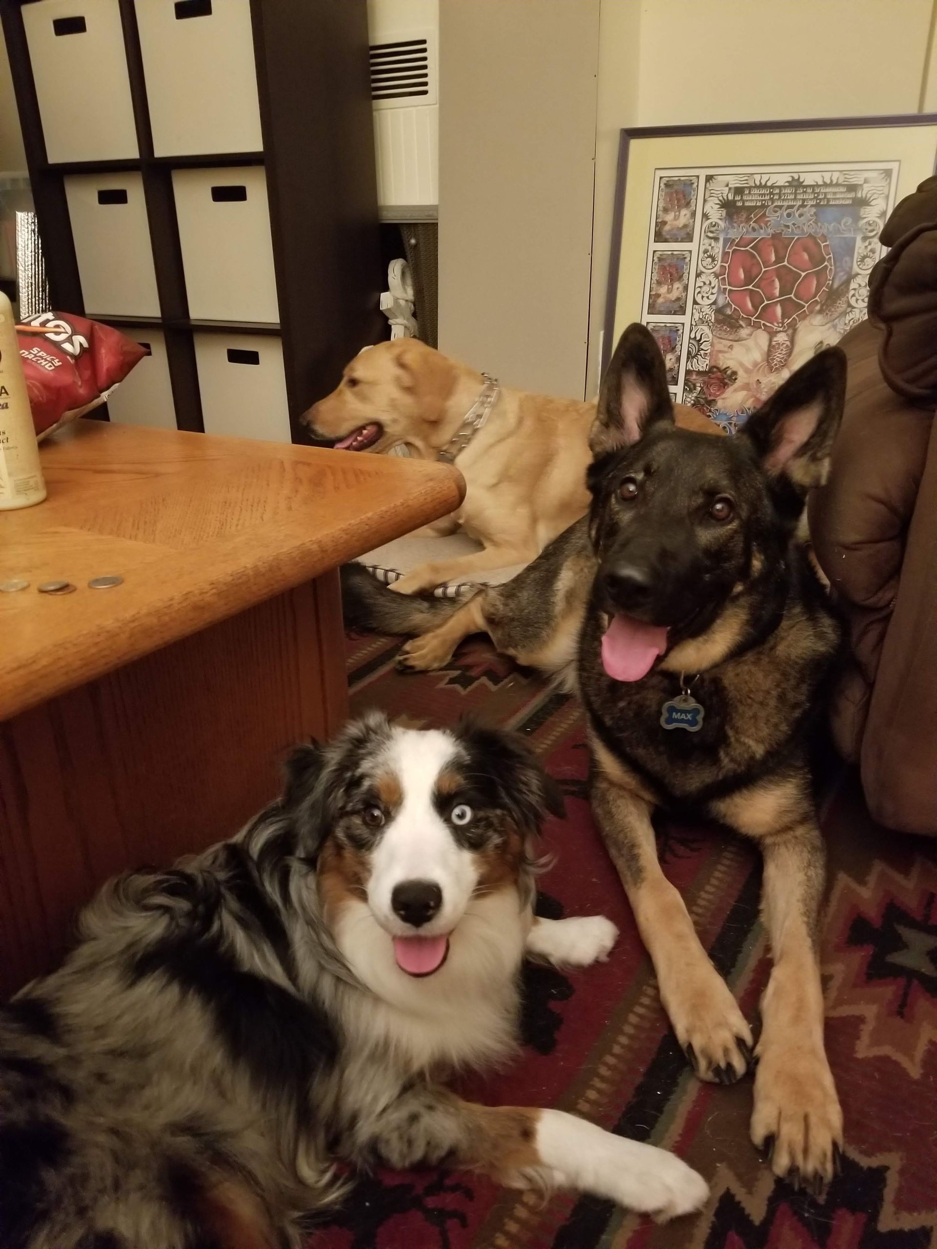 Two dogs are laying on a rug with their tongues out