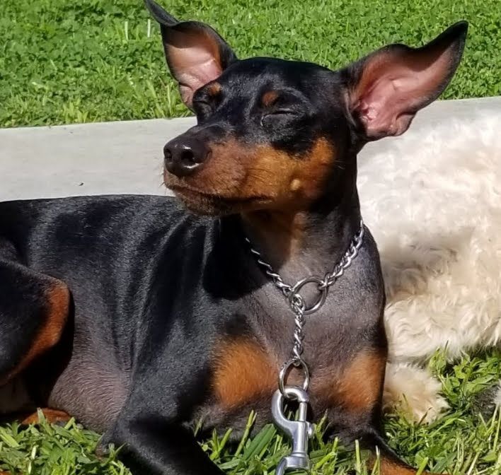 A black and brown dog with a chain around its neck
