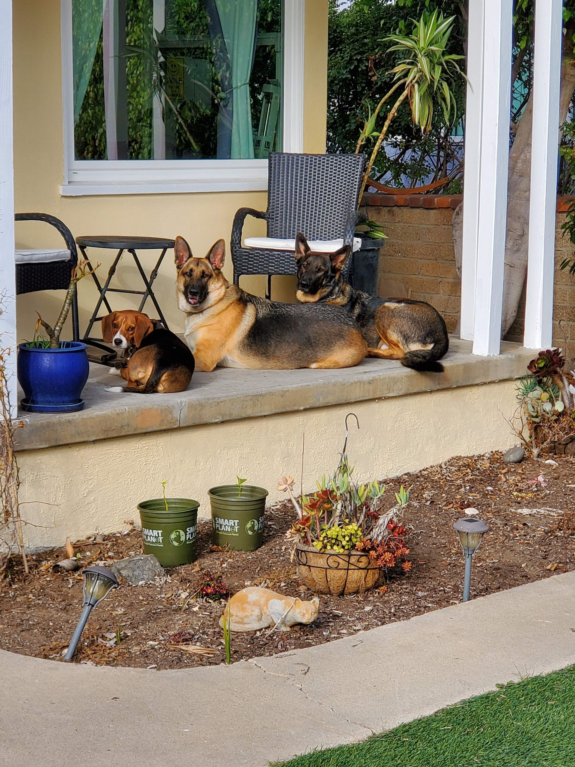 Three dogs are laying on the porch of a house.