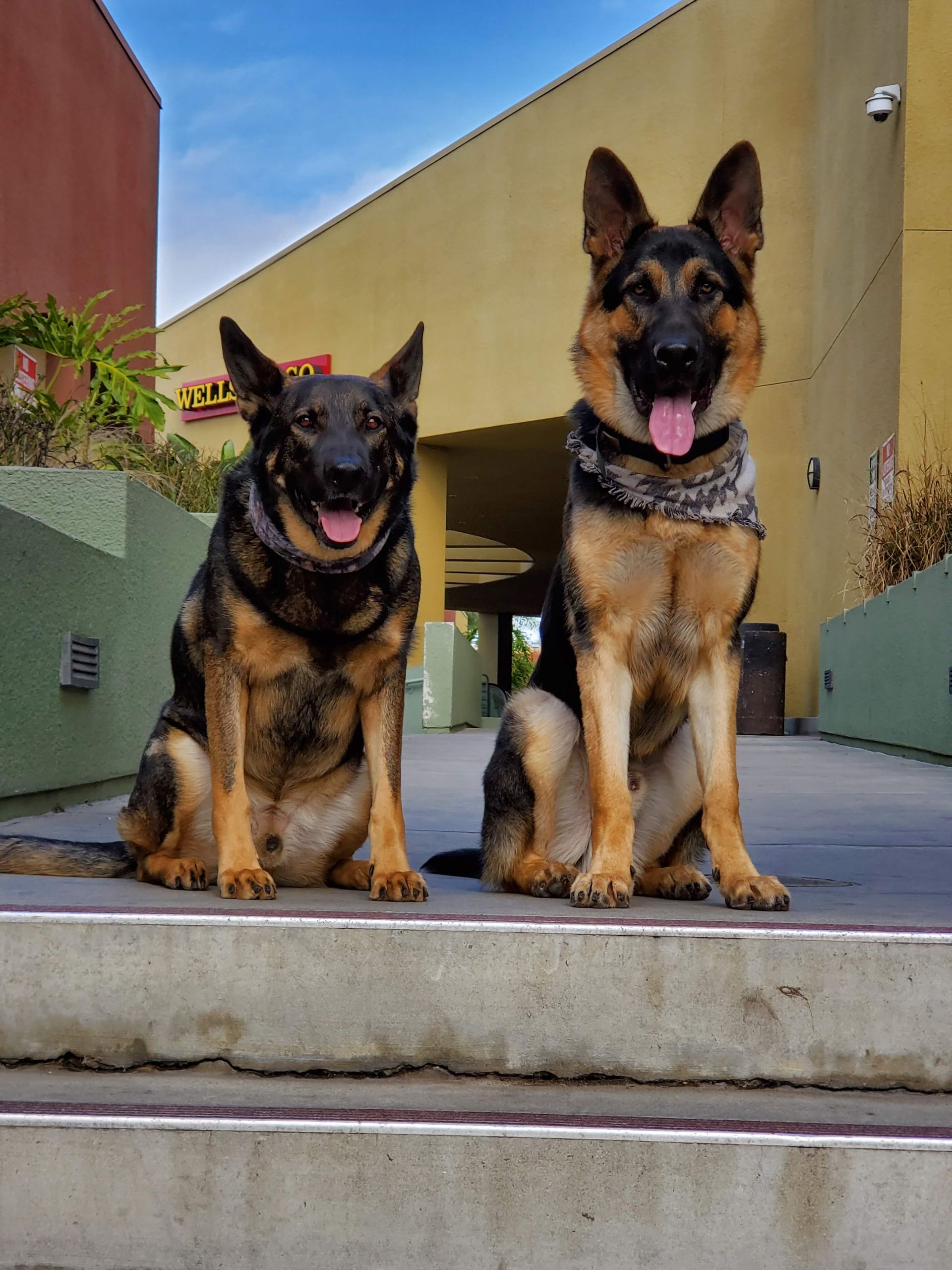Two german shepherds are sitting on the steps of a building