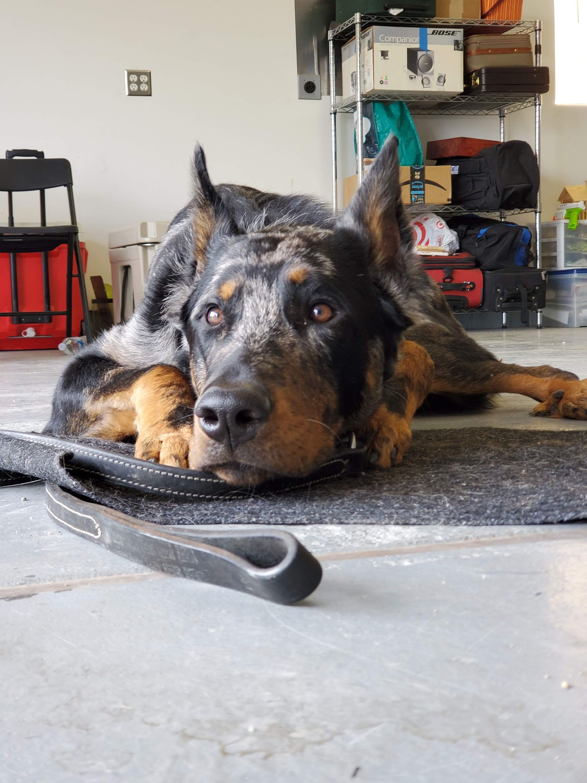 A dog laying on the floor with a leash around its neck