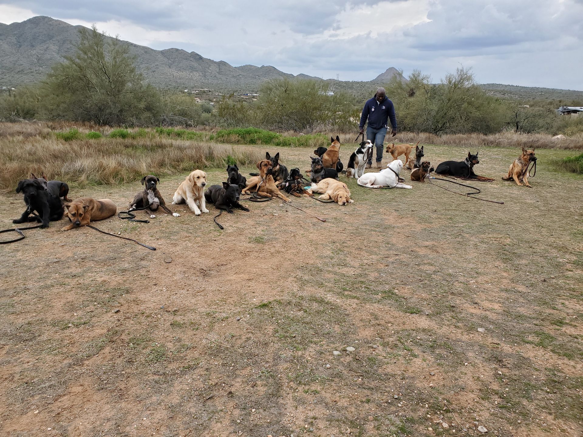 A man is walking a group of dogs in a field.