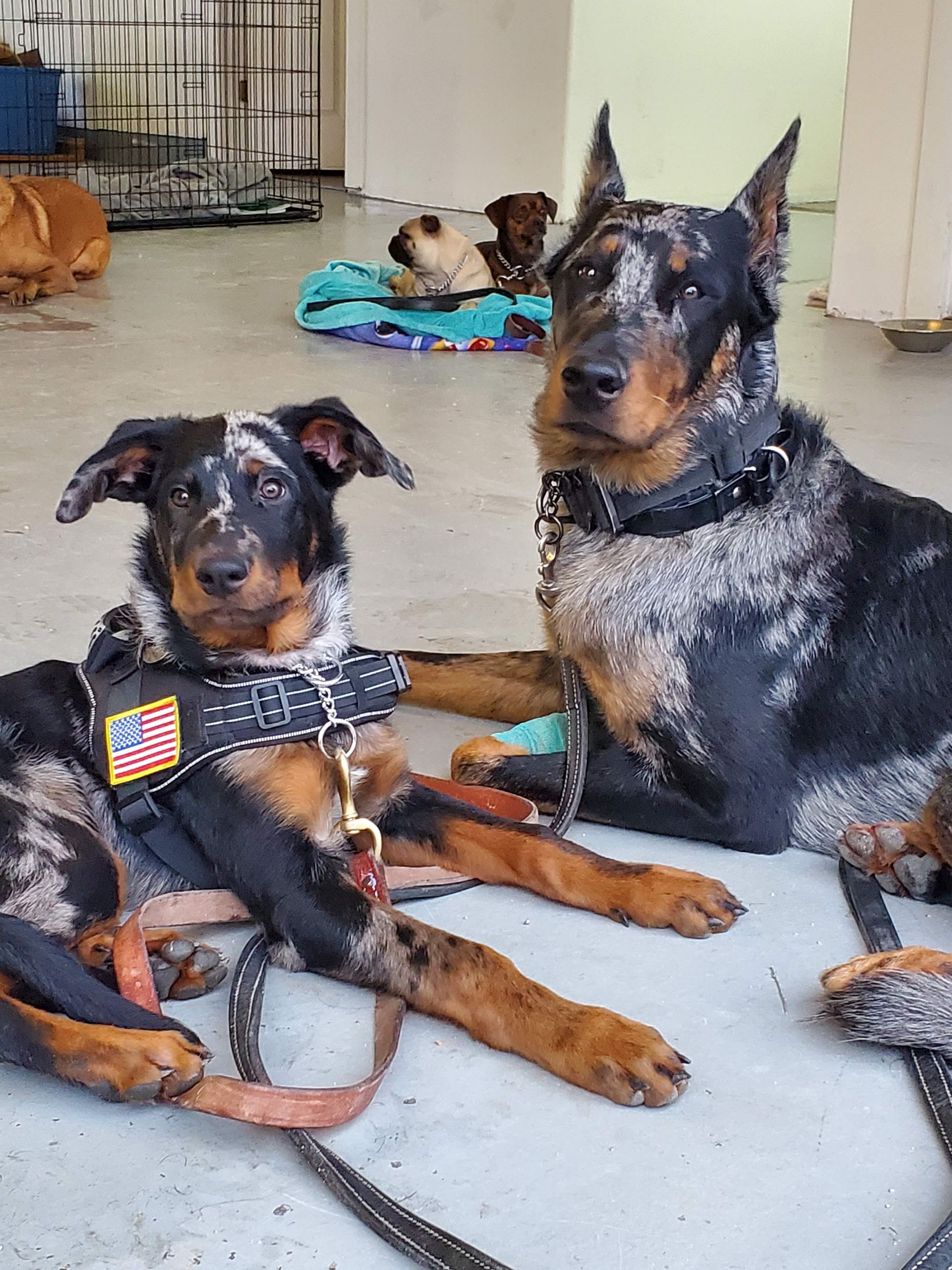 Two dogs are laying on the floor in a room.