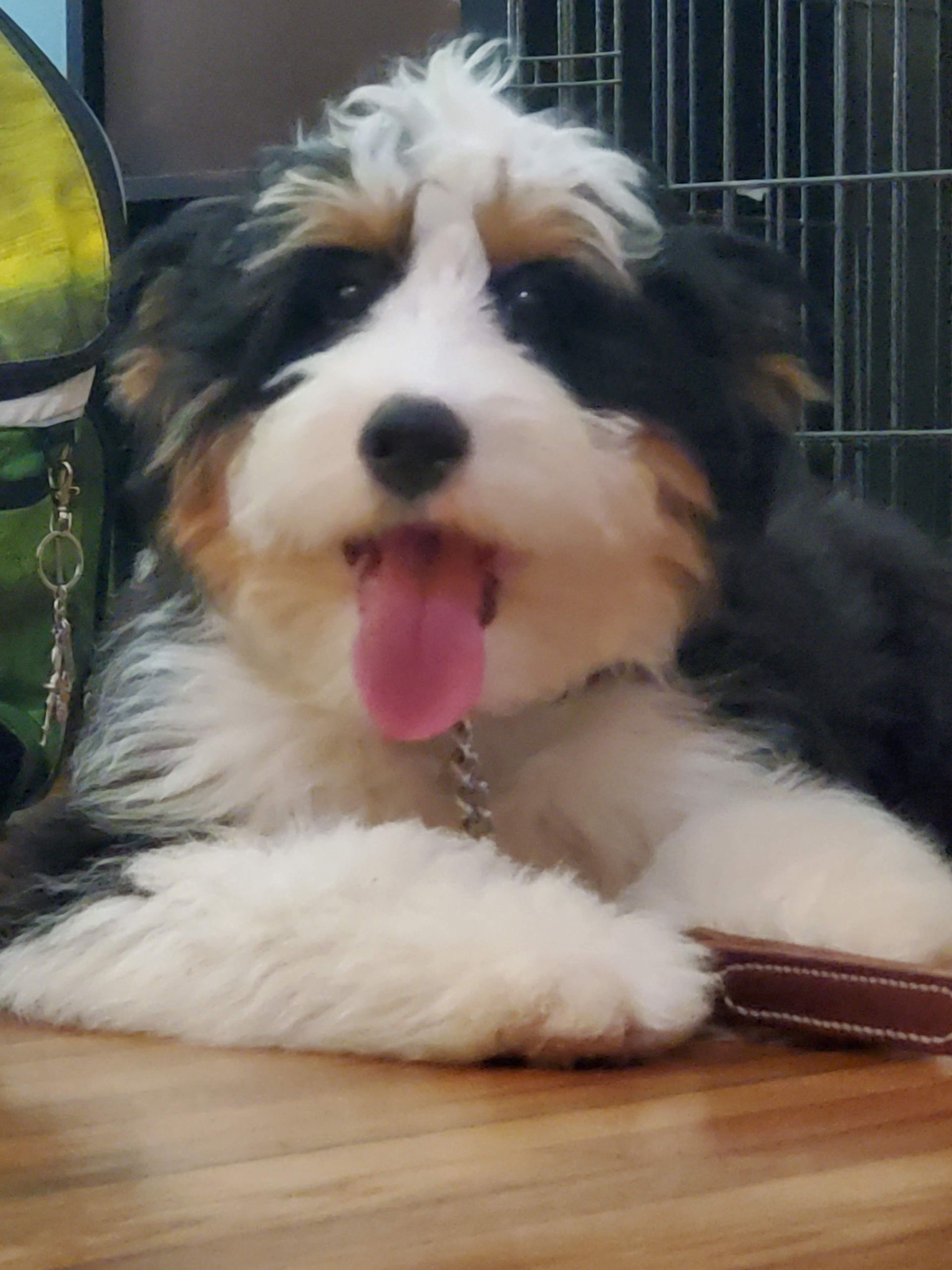 A black and white dog is laying on a wooden floor with its tongue hanging out.