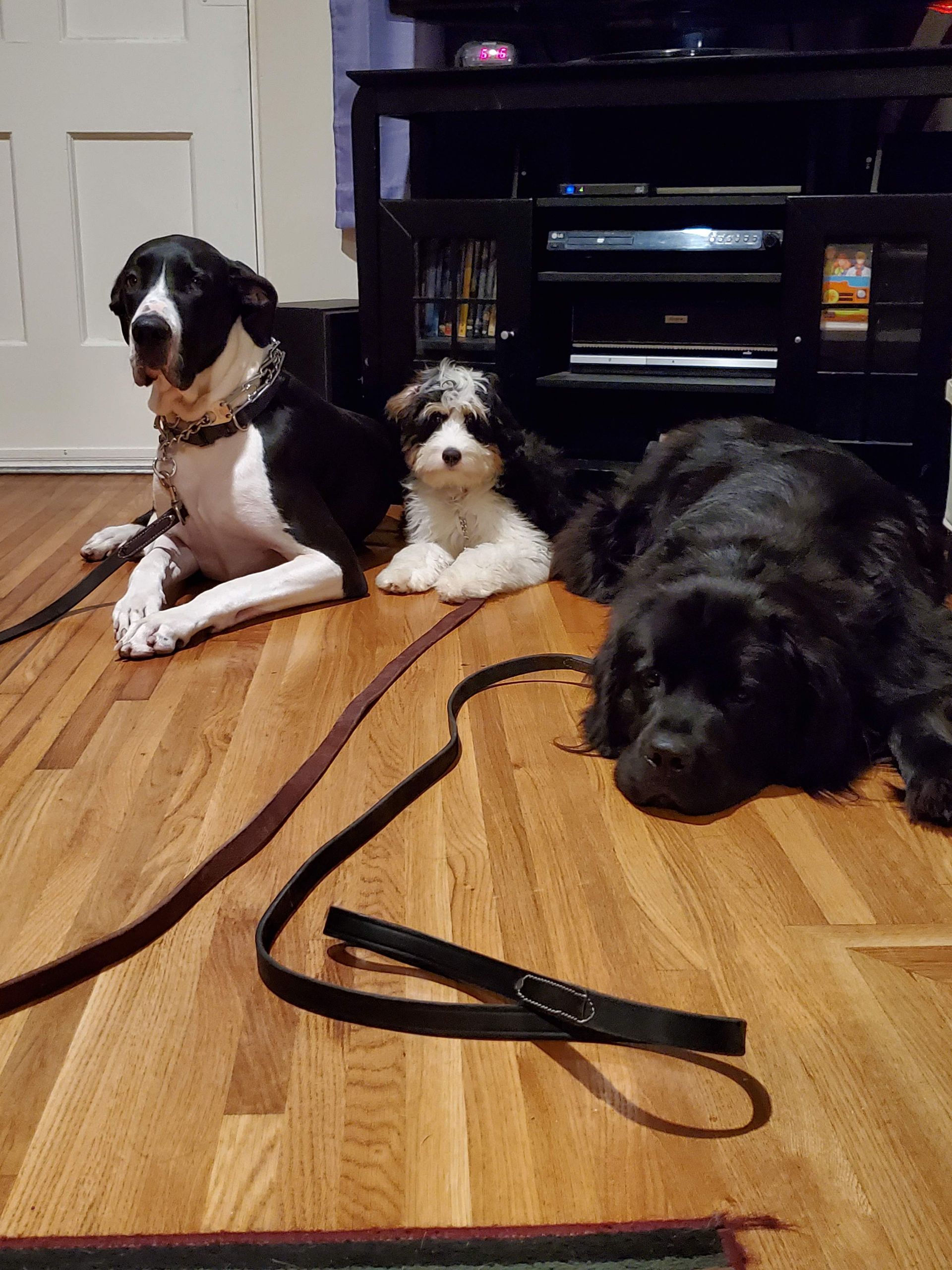 Two dogs are laying on a wooden floor next to a leash.