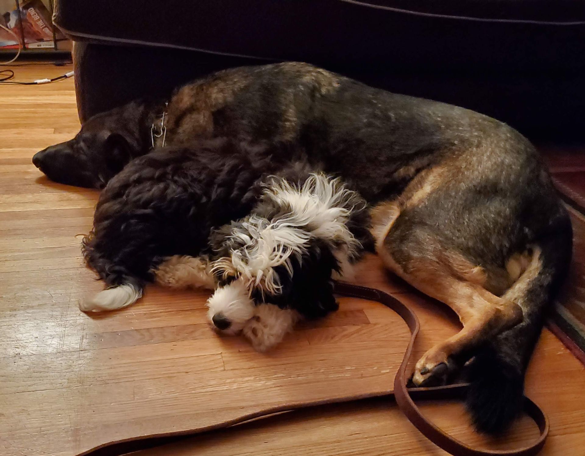 Two dogs laying next to each other on a wooden floor