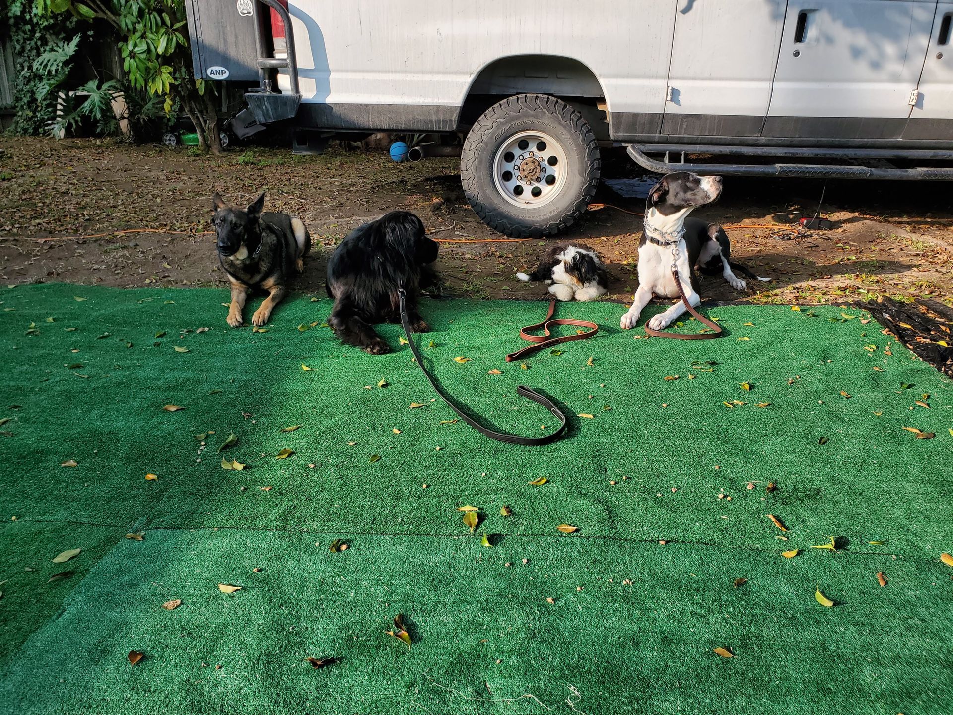 Three dogs are sitting on a green carpet in front of a van.
