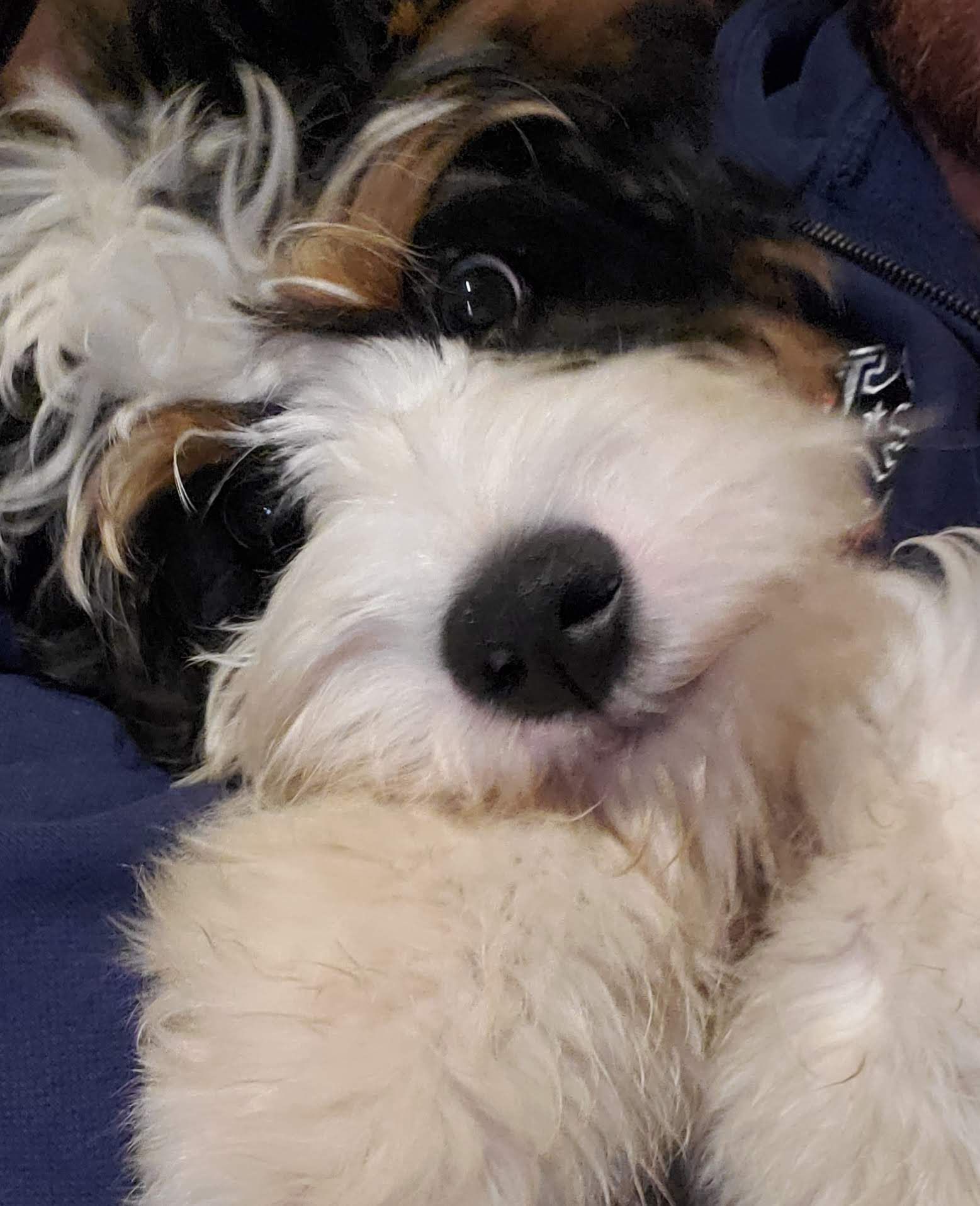 A close up of a dog laying on a person 's lap.