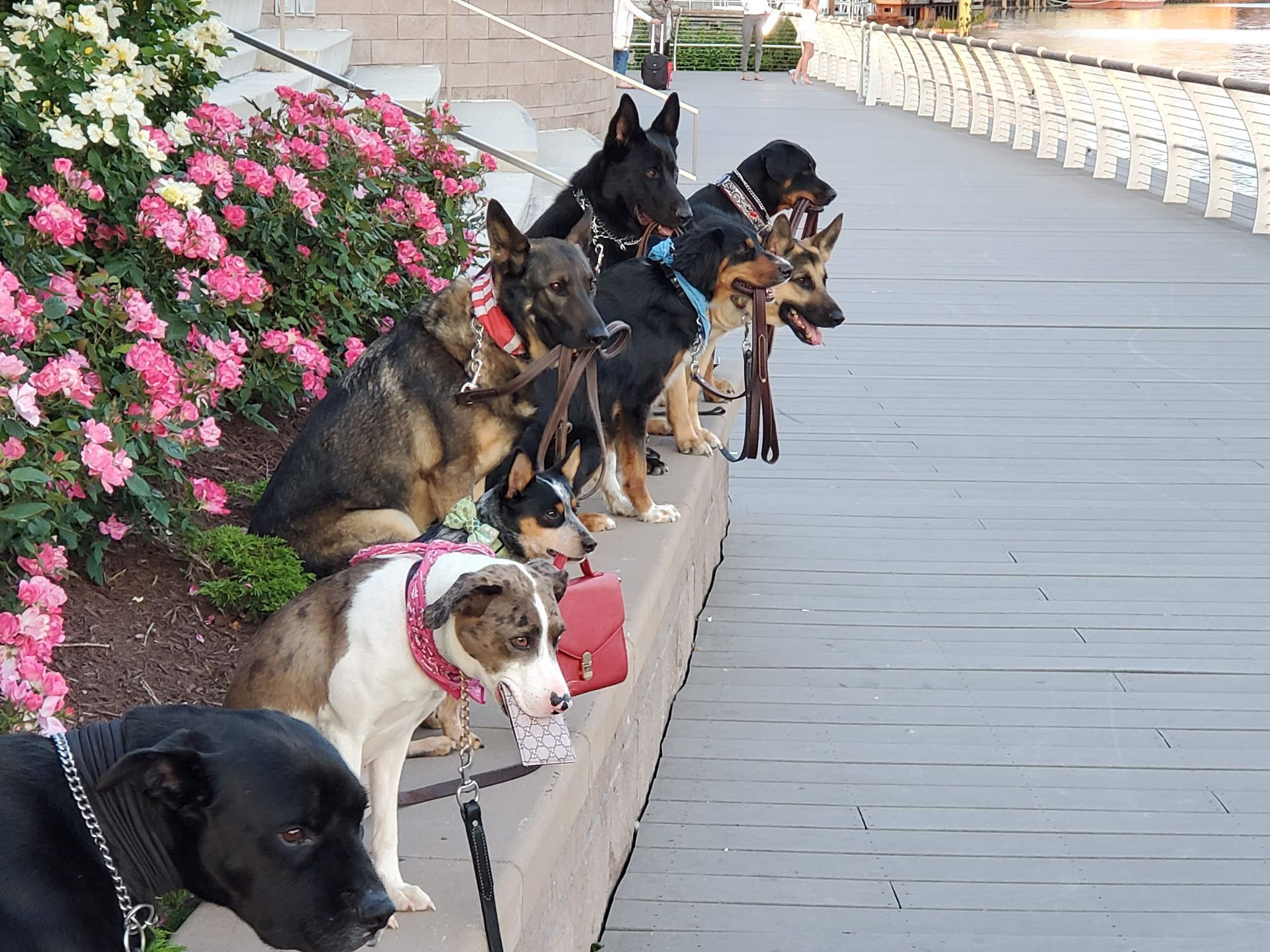 A group of dogs are sitting on a sidewalk next to a flower bed.