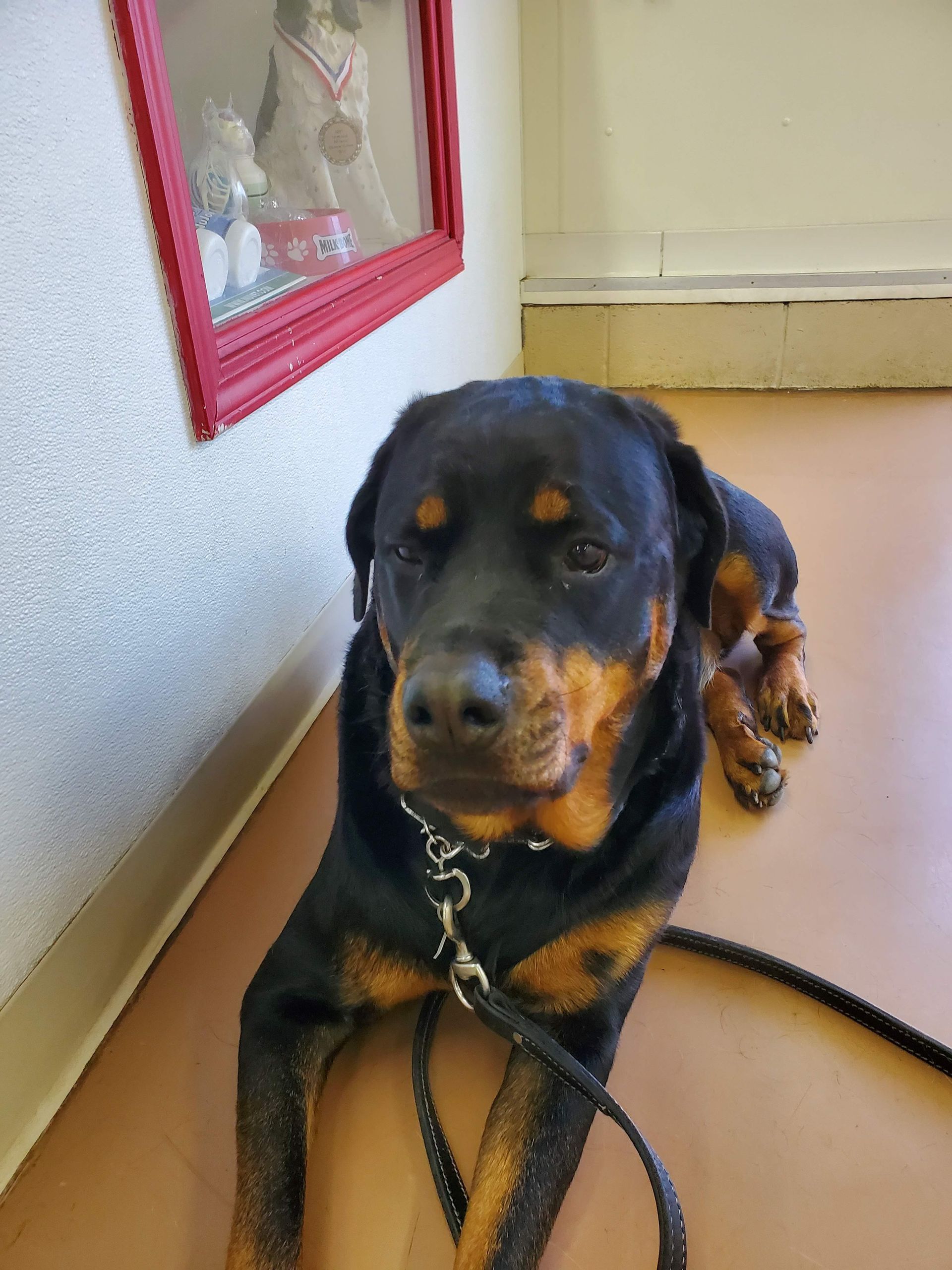 A black and brown dog is laying on a leash in a room.