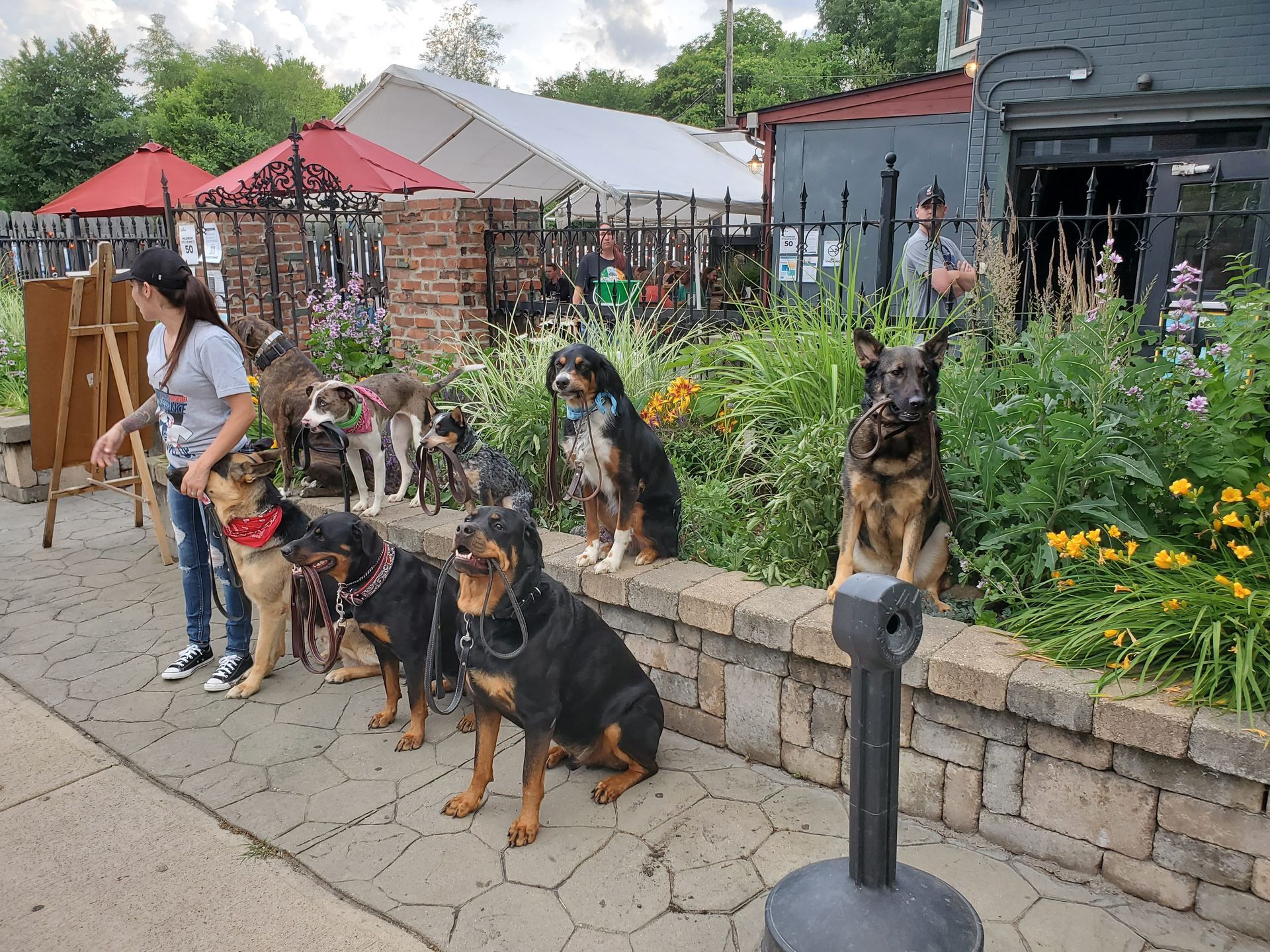 A woman is standing next to a group of dogs on a sidewalk.