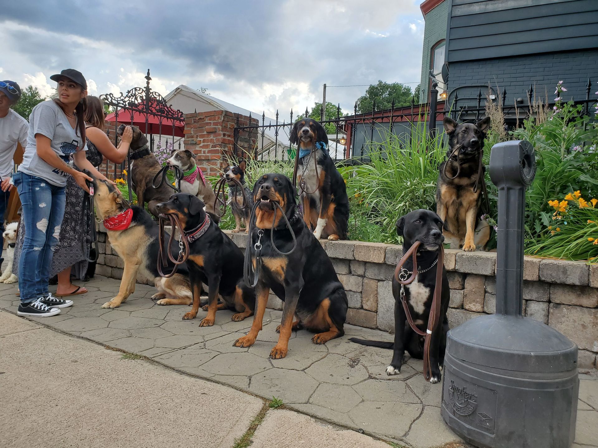 A group of dogs standing next to each other on a sidewalk.