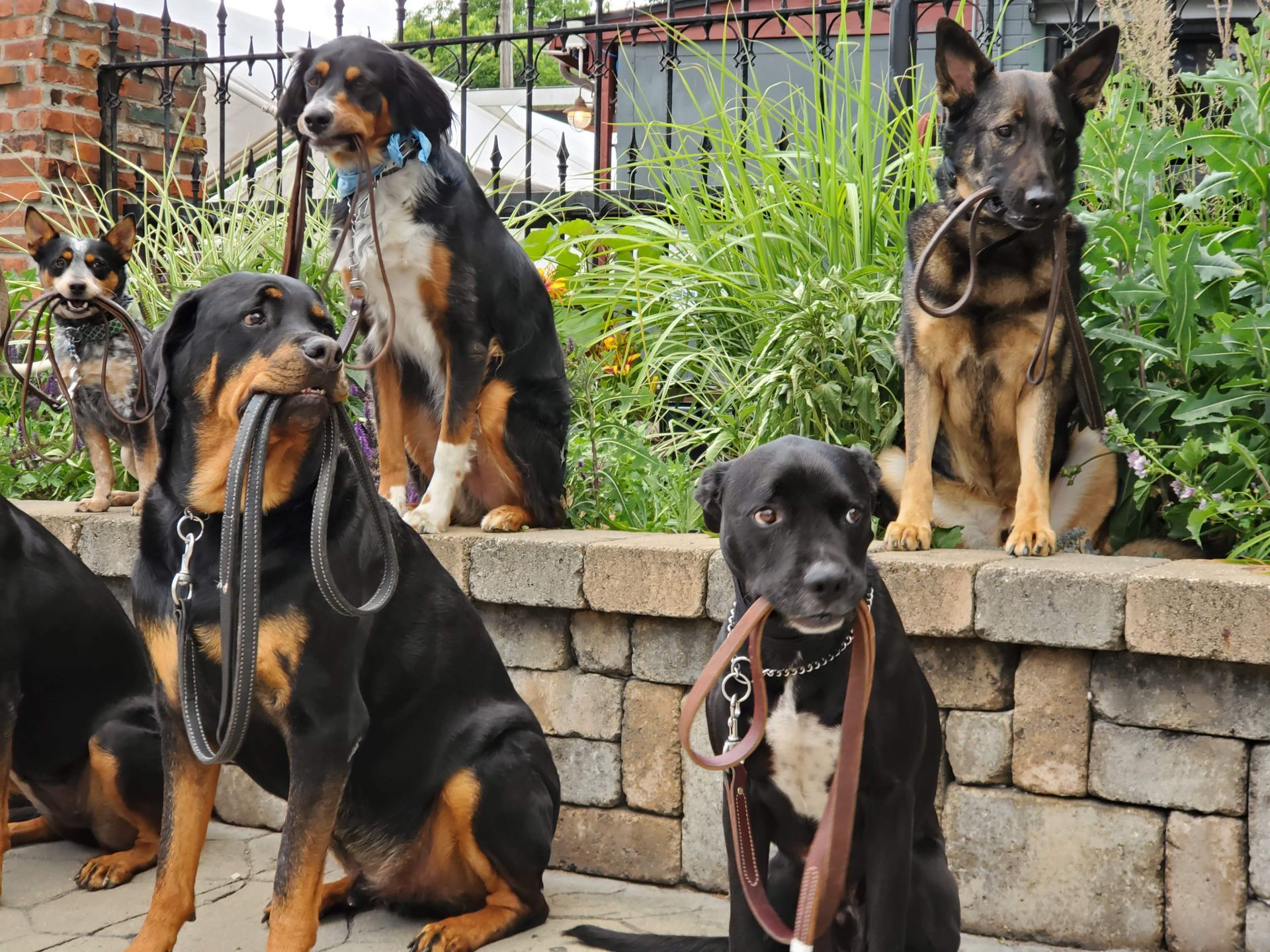 A group of dogs sitting next to each other with leashes around their necks