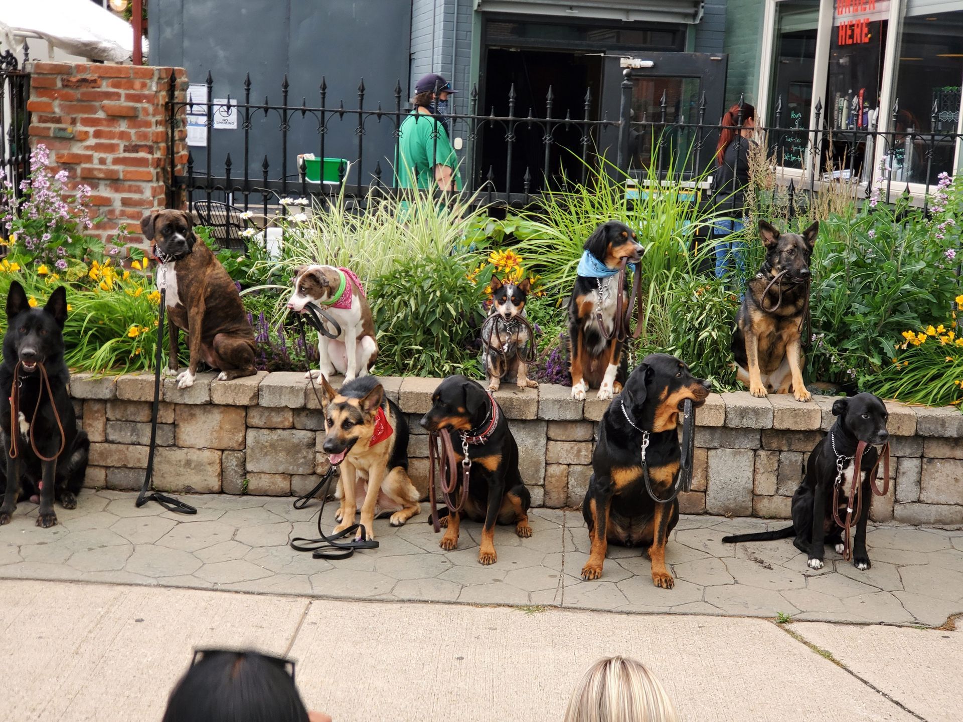 A group of dogs are sitting on a sidewalk in front of a building