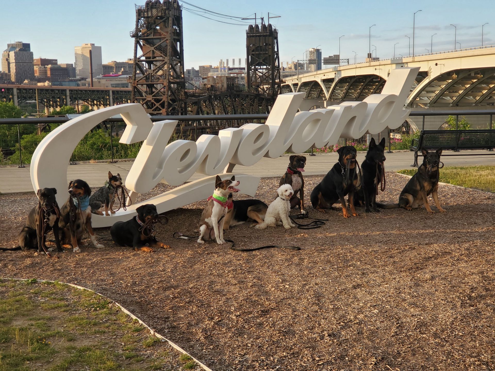 A group of dogs sitting in front of a cleveland sign