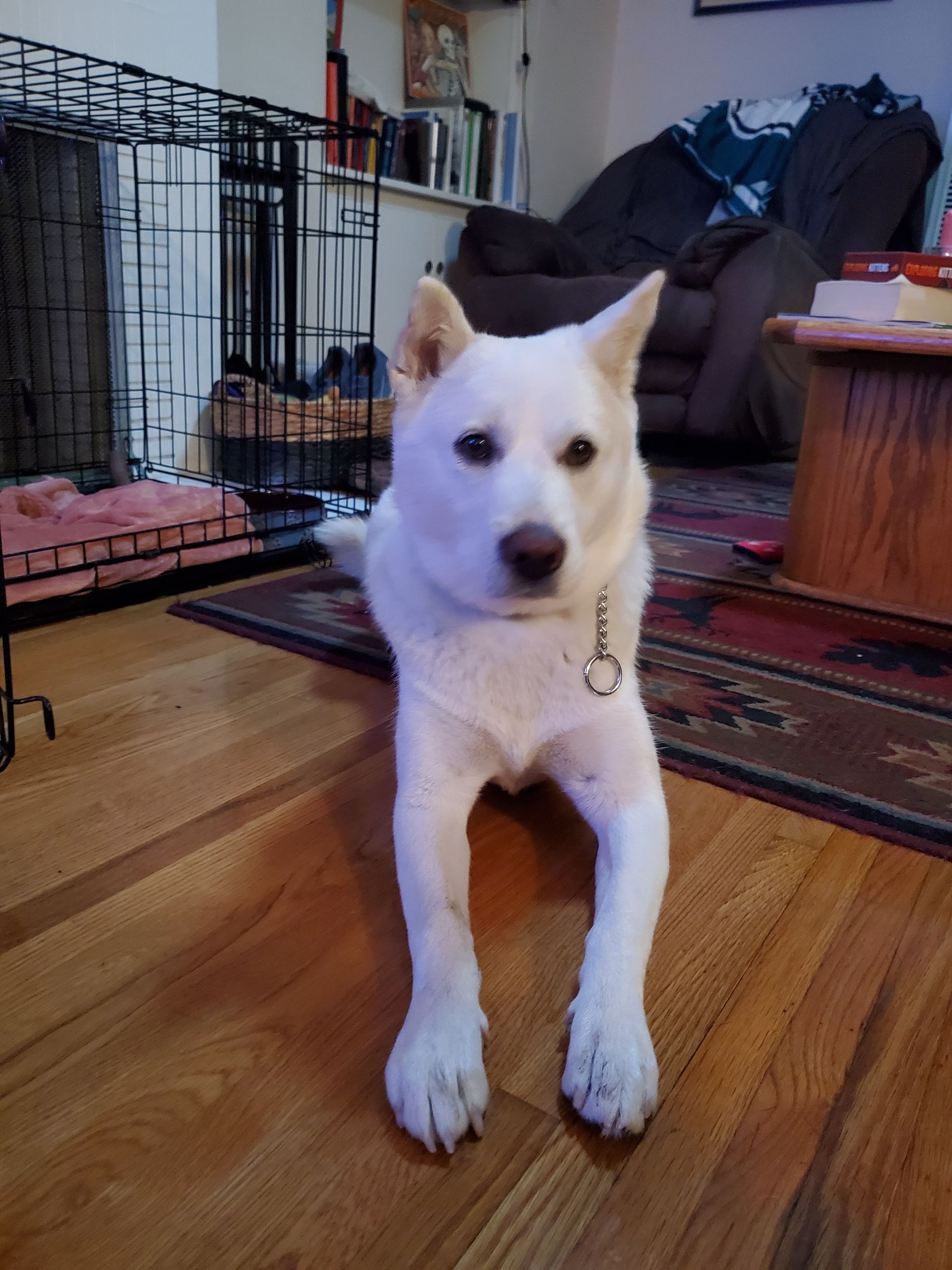 A white dog is laying on the floor in a living room