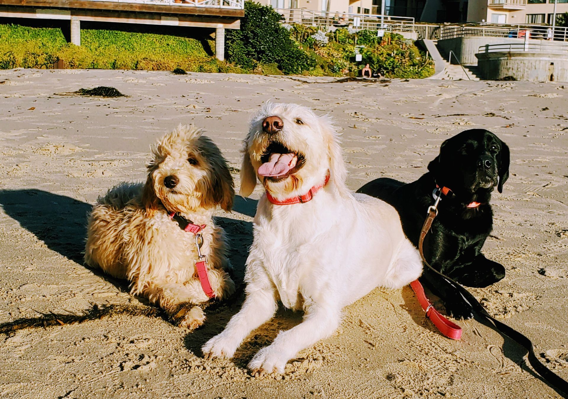 Three dogs are laying in the sand on the beach