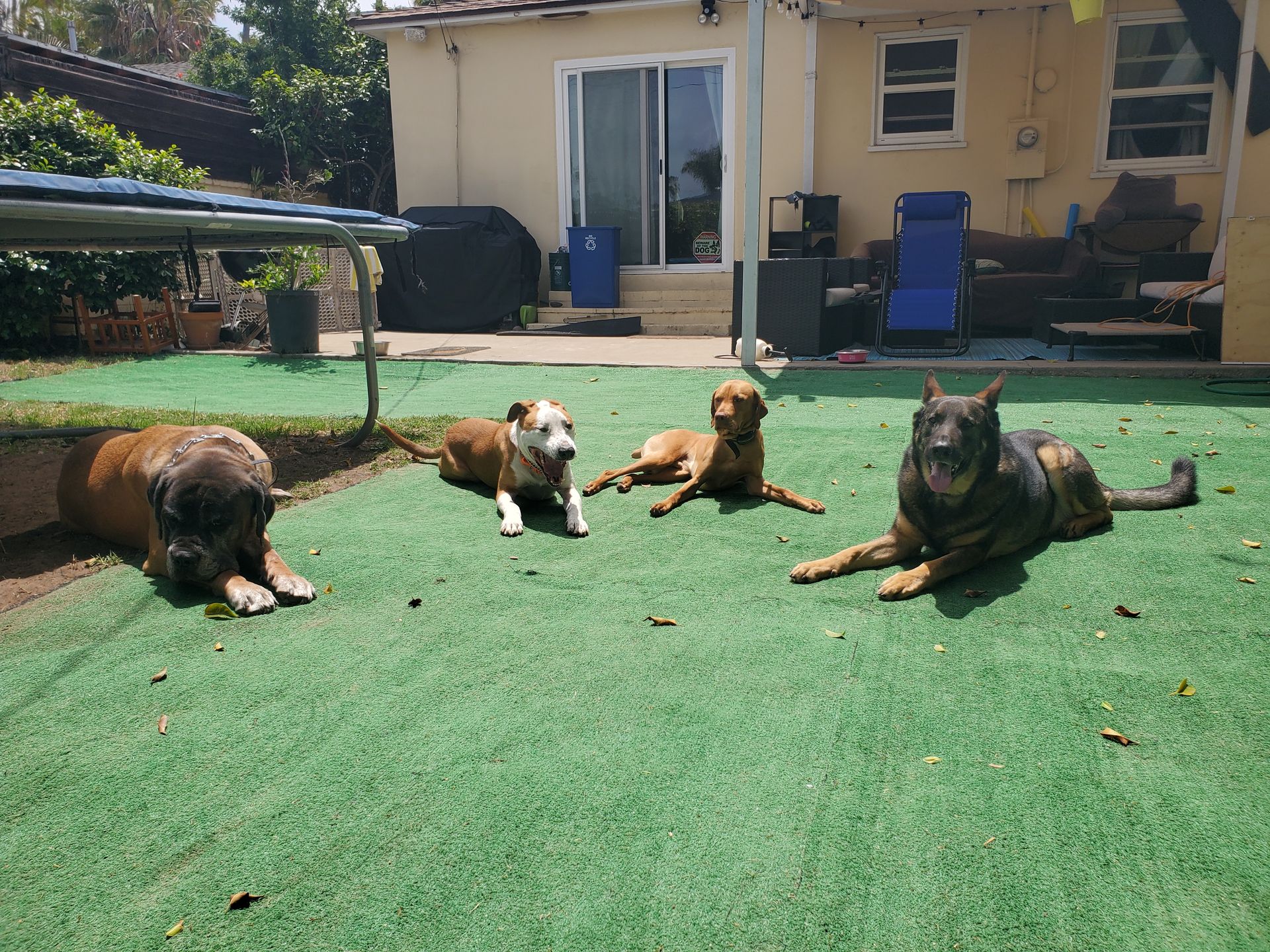 A group of dogs are laying on the grass in a backyard.
